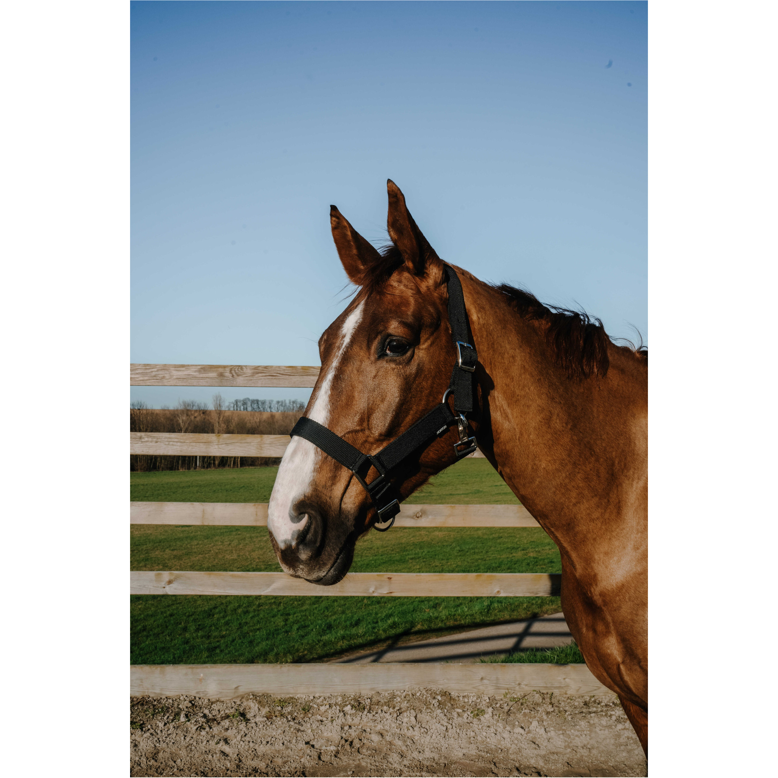 Halfter EXTRA schwarz großes Warmblut