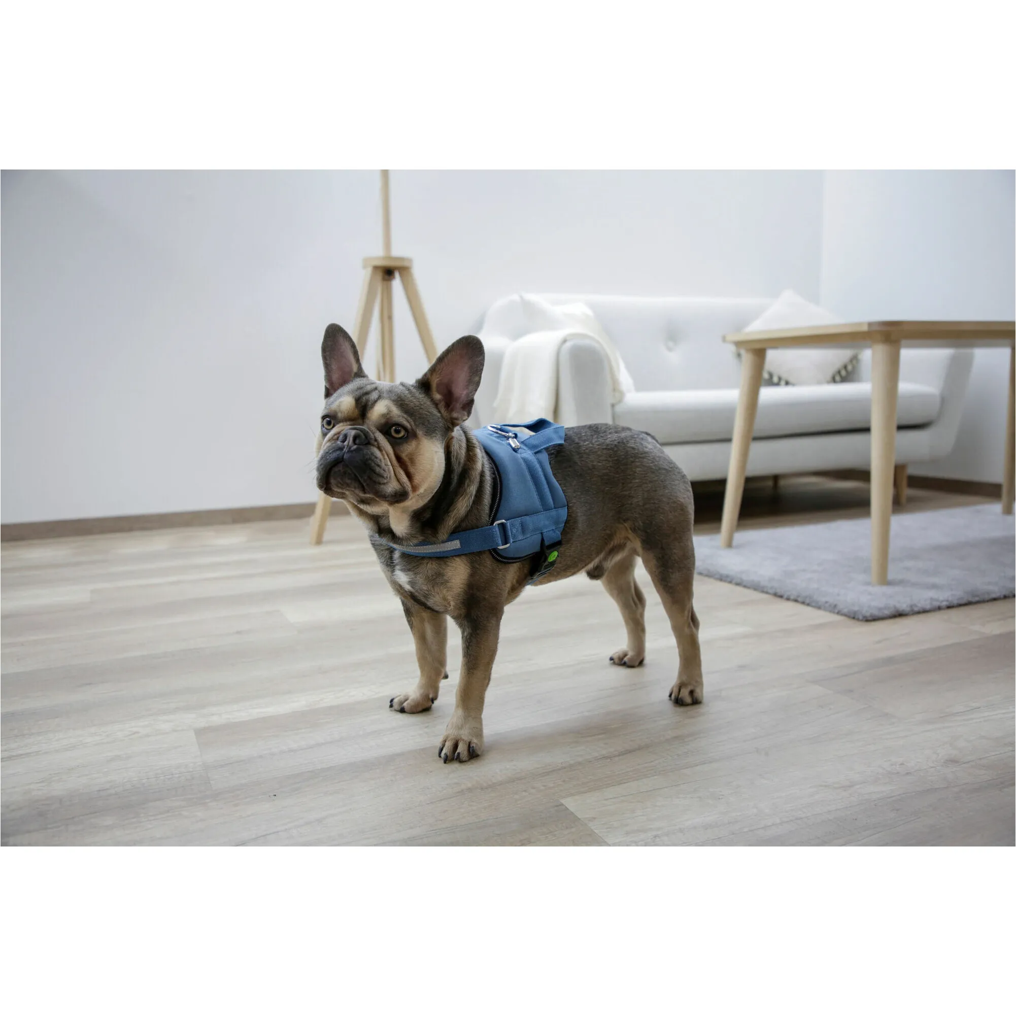 Hundegeschirr MAESTRO 2.0 mit Adresstube petrol
