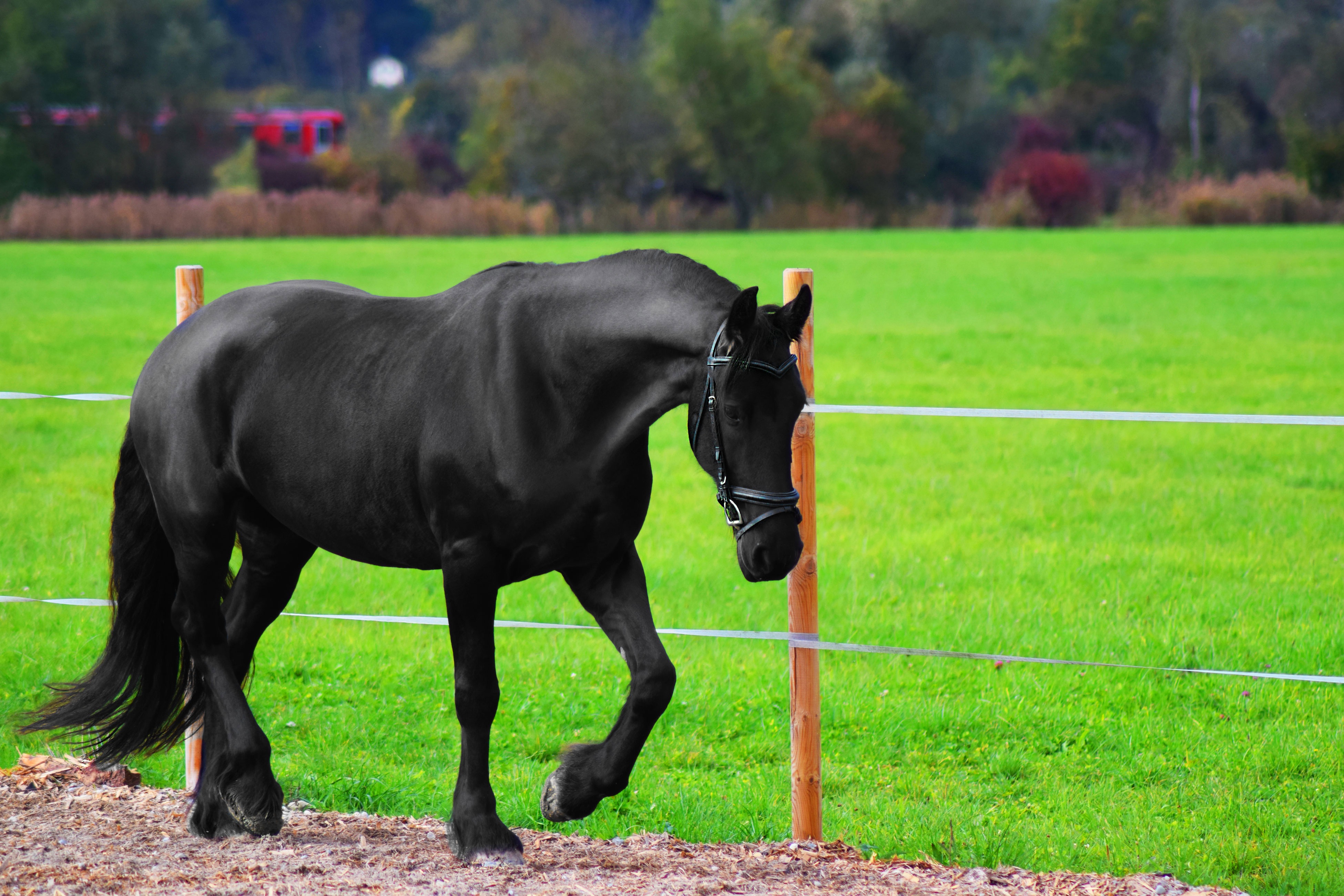pixabay_horse-1437056_dw-lifestylefotografie