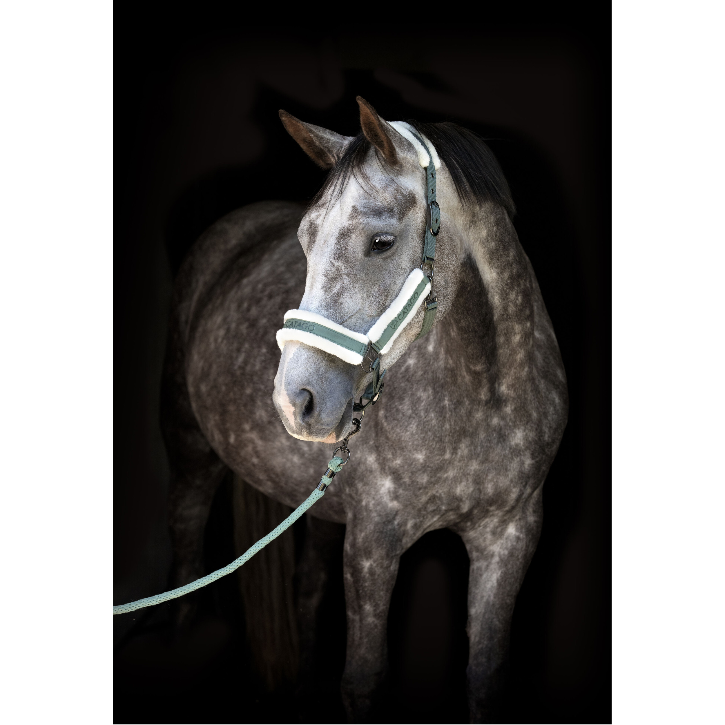 Halfter LOGI laurel wreath