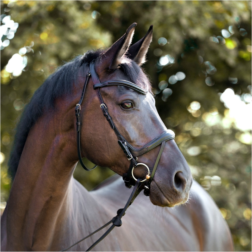 Trensenzaum englisch kombiniert CAJUS schwarz
