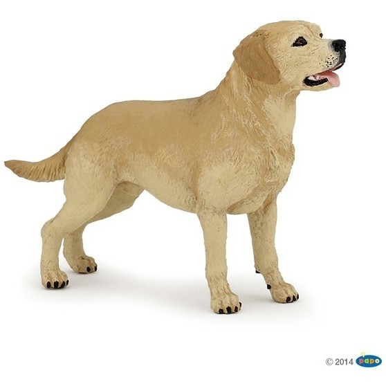 Labrador
