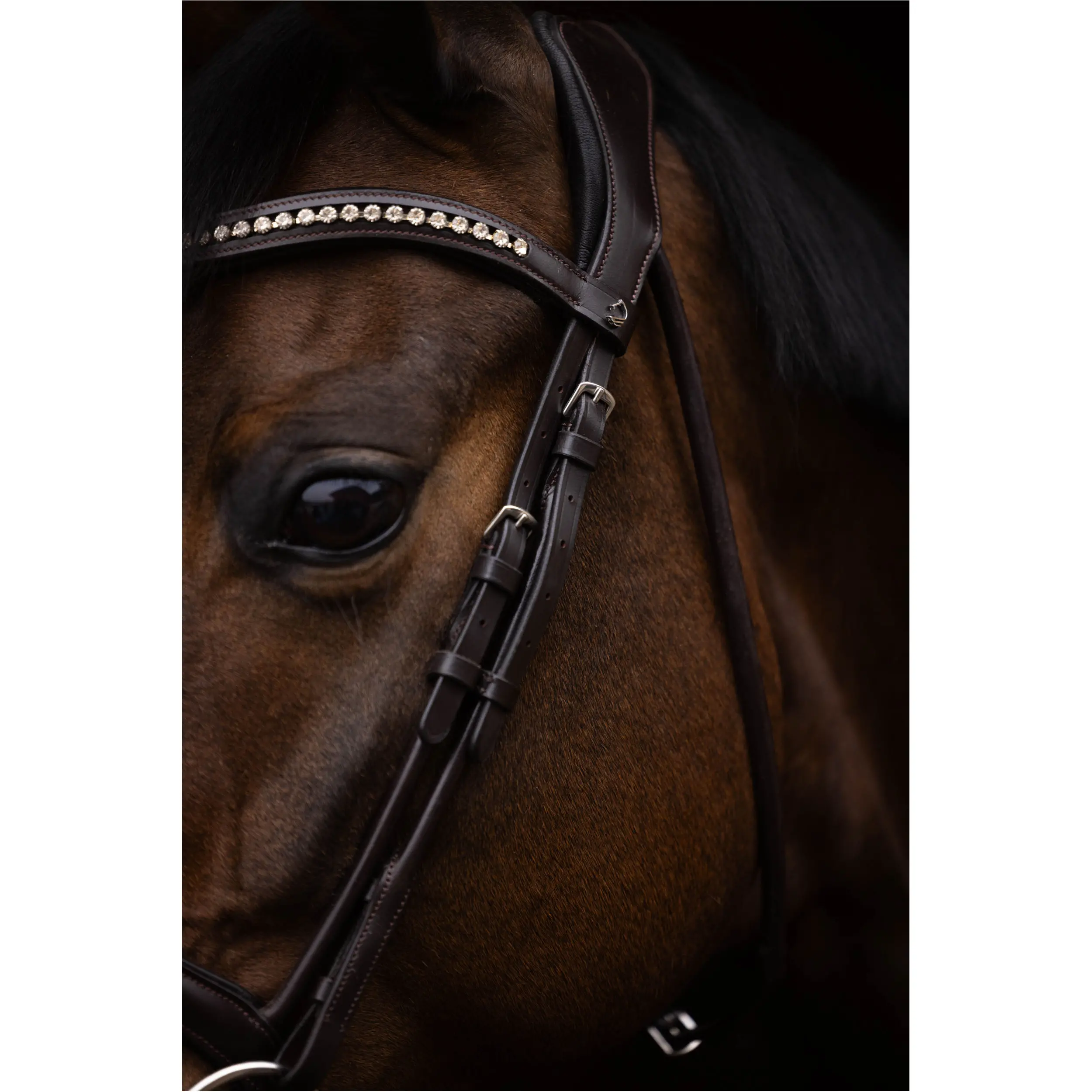 Trensenzaum mit schwedischem Reithalfter AREZZO dunkelbraun Trensenzaum mit schwedischem Reithalfter AREZZO dunkelbraun