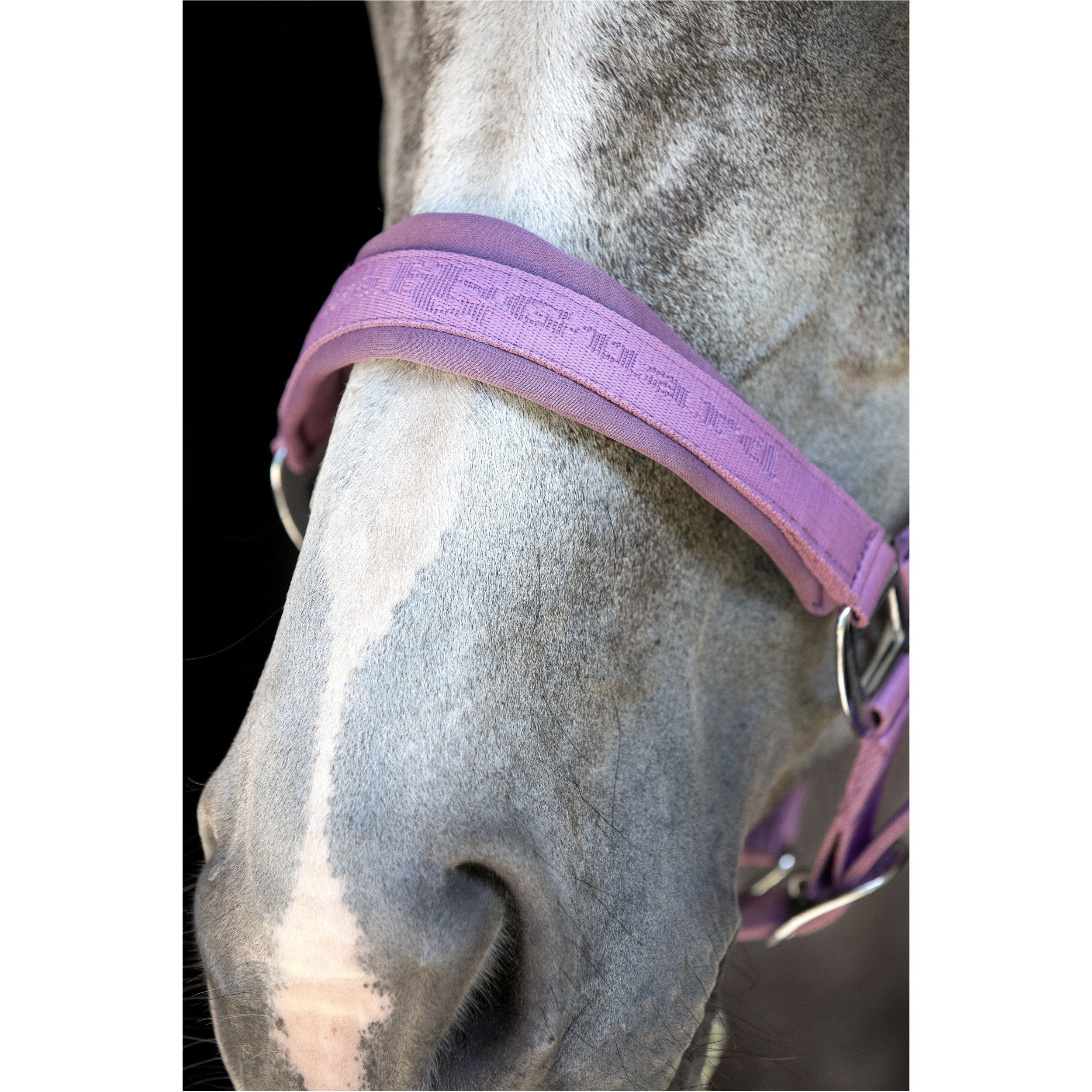 Halfter DIYA 2.0 lavender Halfter DIYA 2.0 lavender