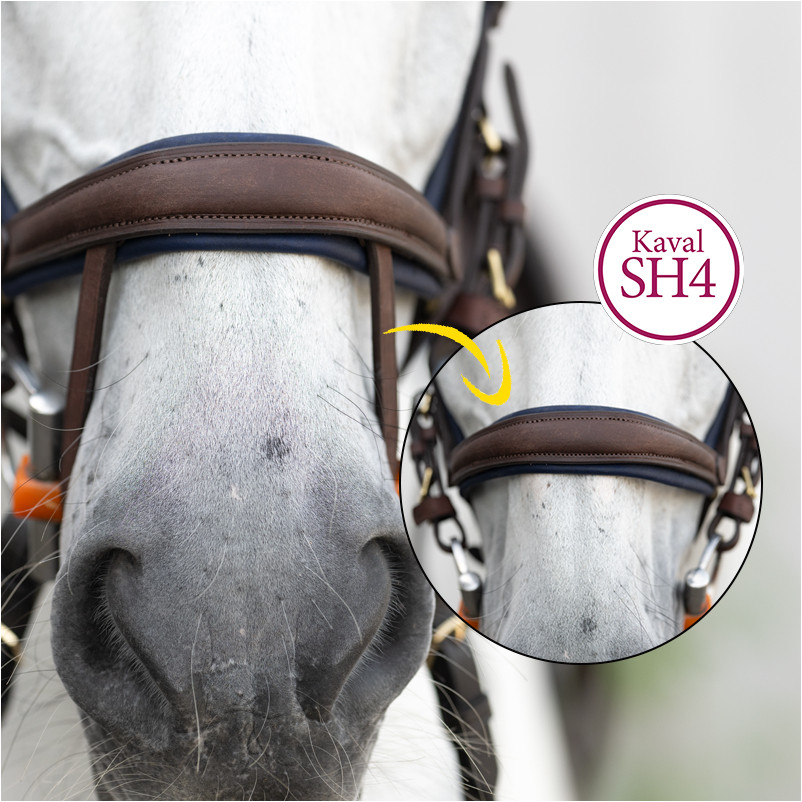 Trensenzaum englisch kombiniert CALIANO VIA Leder geölt braun/messing