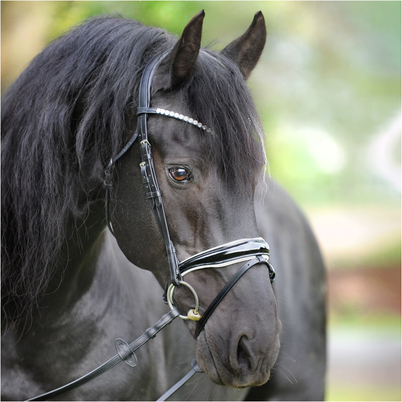 Trensenzaum englisch kombiniert JULIANA schwarz lack/weiß