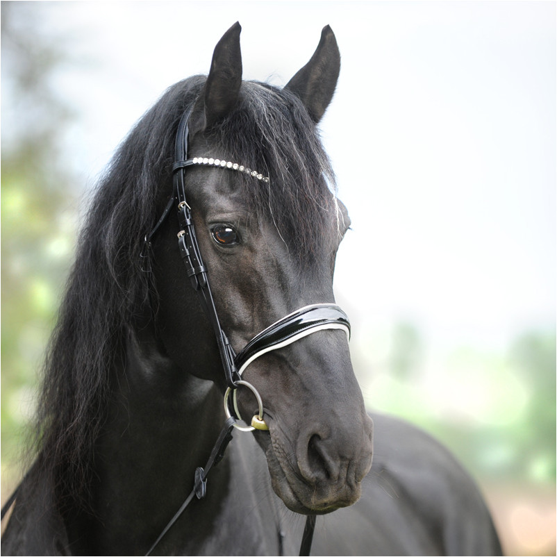 Trensenzaum englisch kombiniert JULIANA schwarz lack/weiß