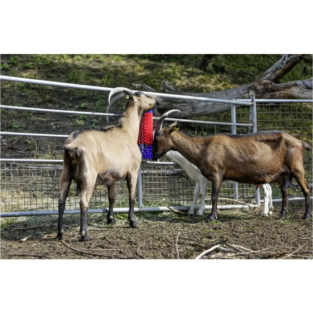 Halbrunde Kratzbürste blau/rot