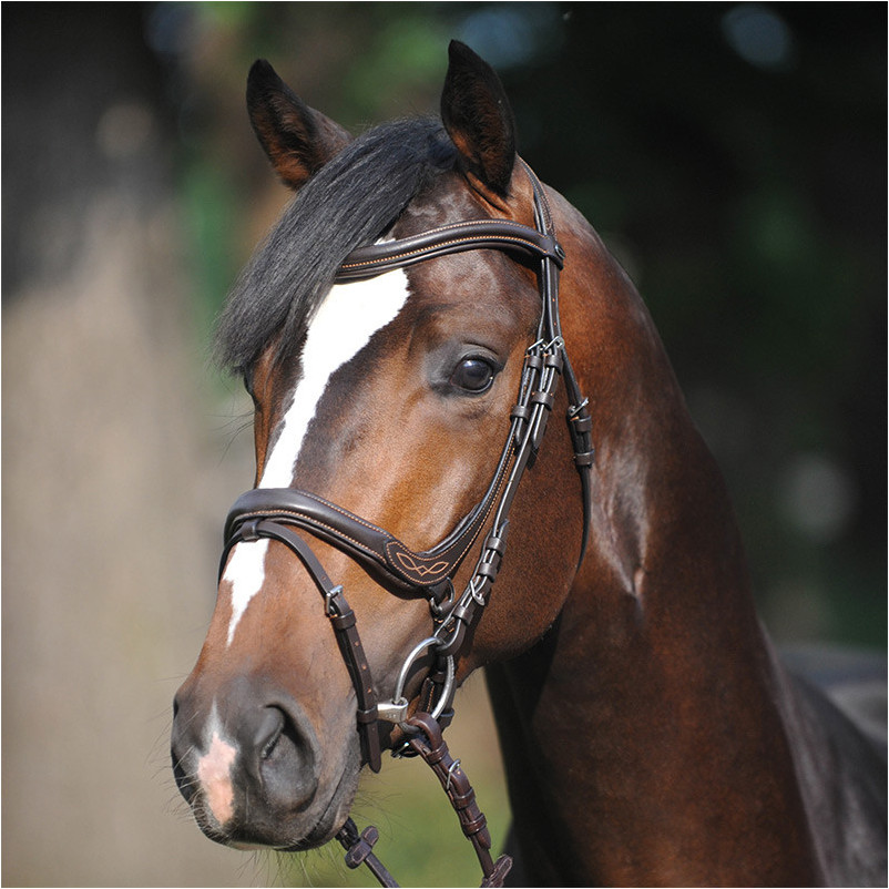 Trensenzaum englisch kombiniert IVY braun