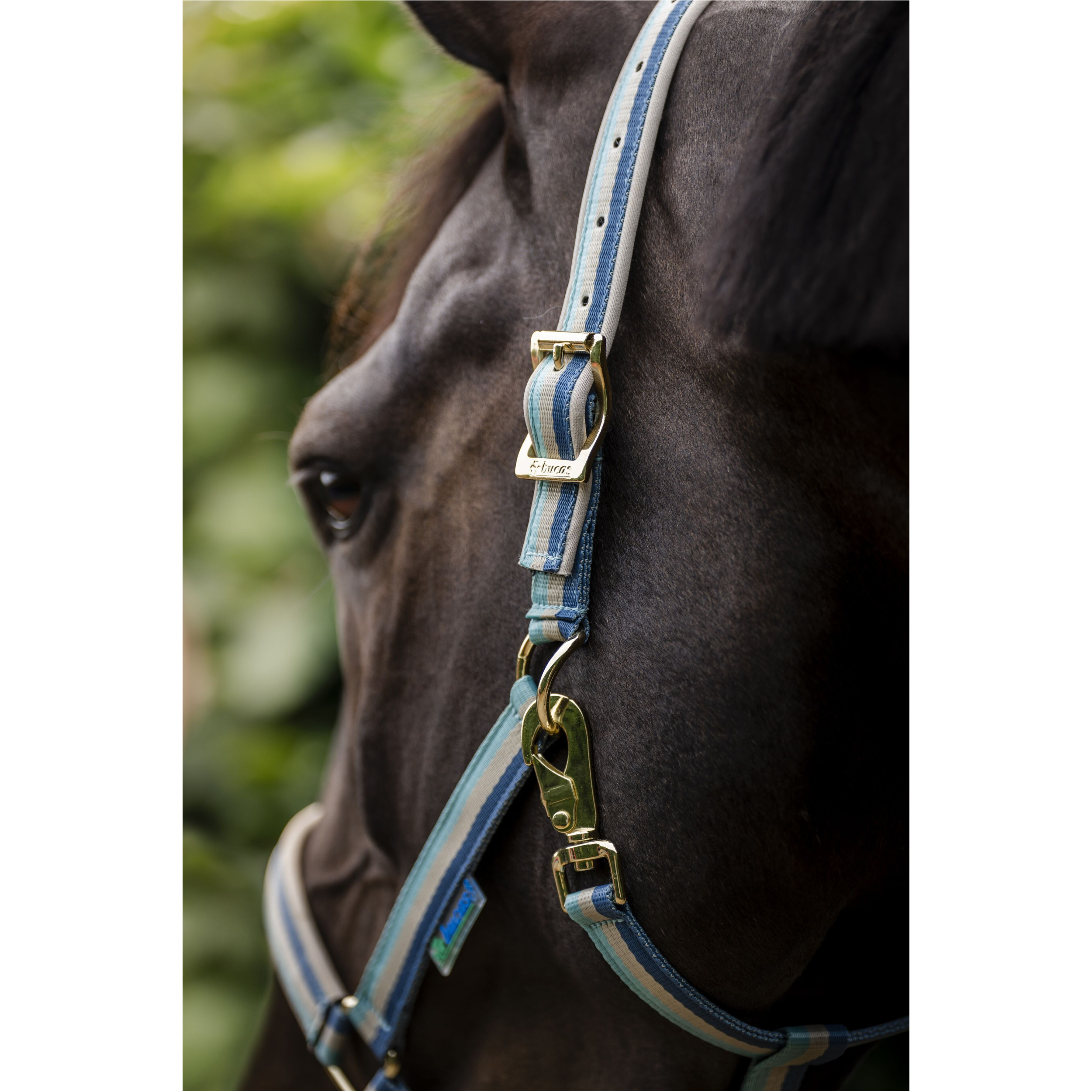 Halfter DUBLIN türkis