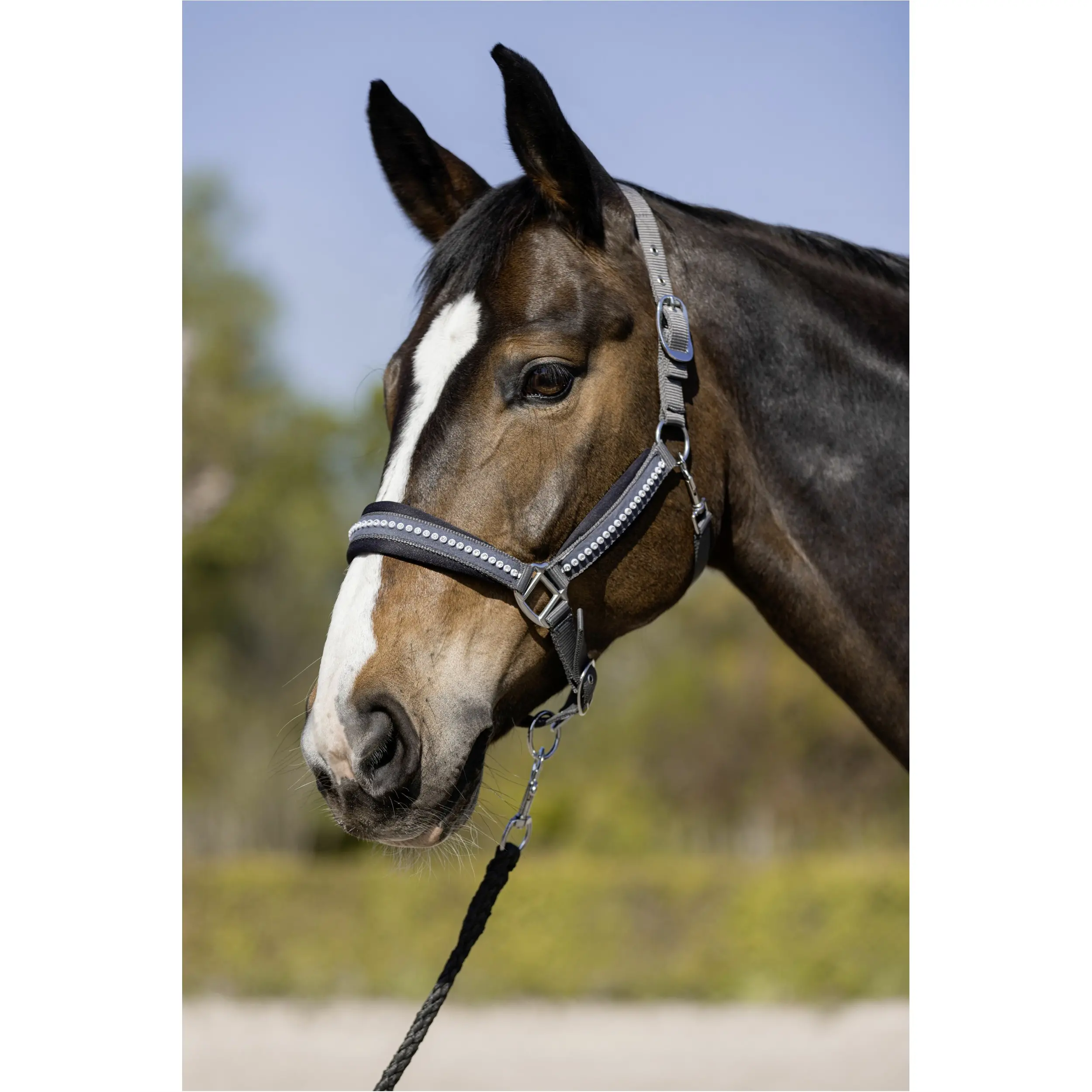 Führstrick mit Karabinerhaken BERRY dunkelgrau 180cm Führstrick mit Karabinerhaken BERRY dunkelgrau 180cm