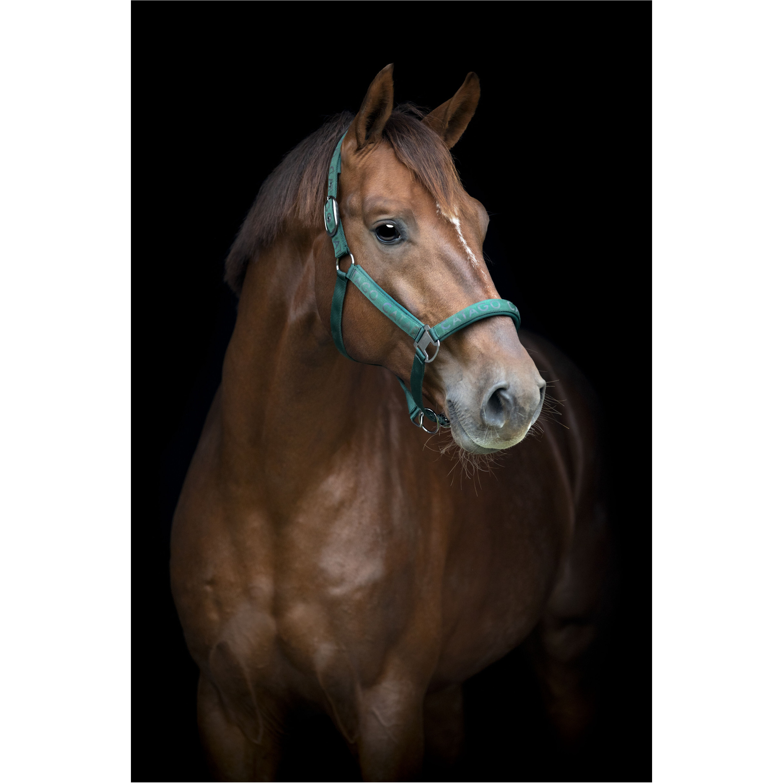 Halfter reflektierendes Logo ALEA ponderosa pine Halfter reflektierendes Logo ALEA ponderosa pine