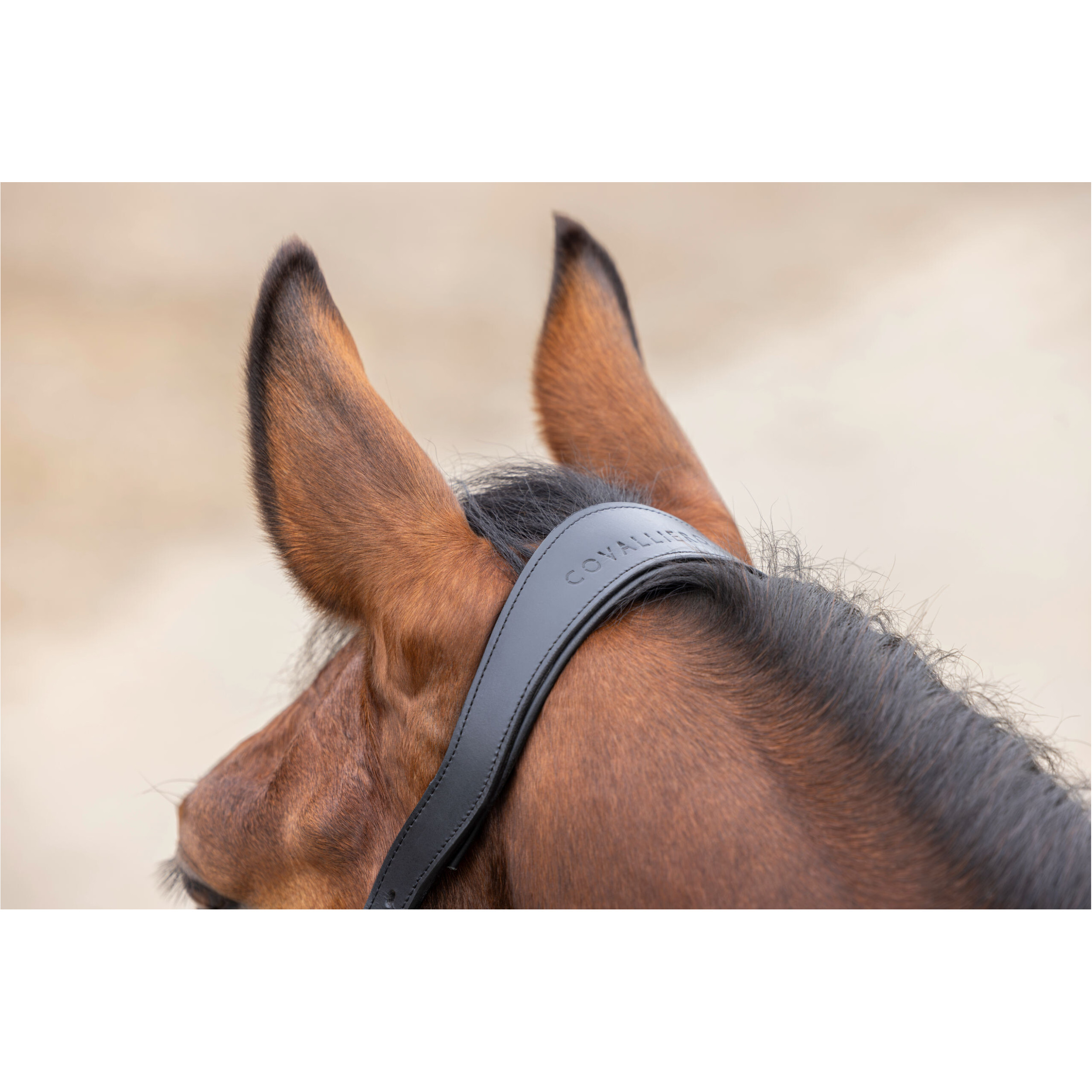 Halfter CORDANO Deluxe F/S 2026 dark navy Halfter CORDANO Deluxe F/S 2026 dark navy