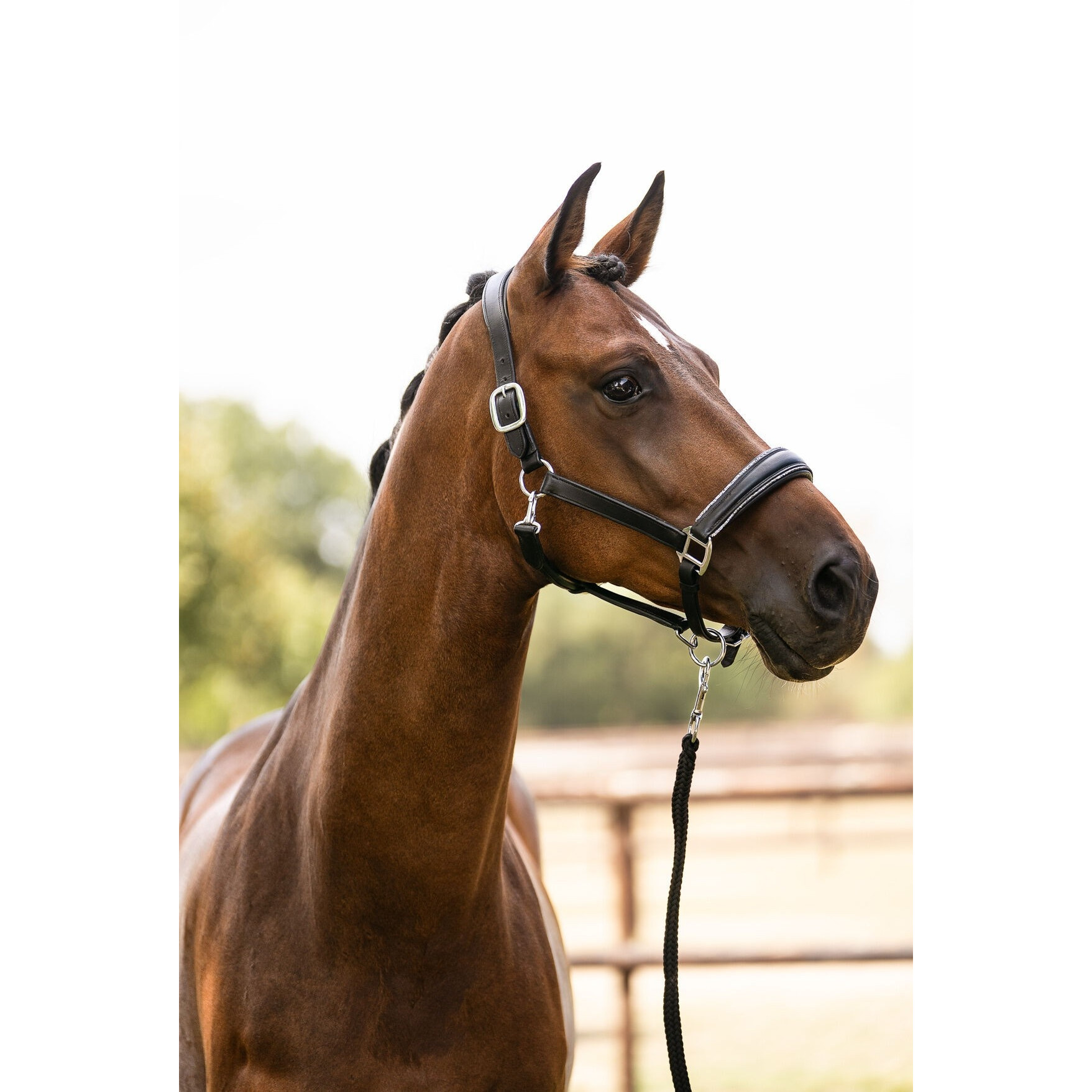 Lederhalfter GLAMOUR schwarz/silber