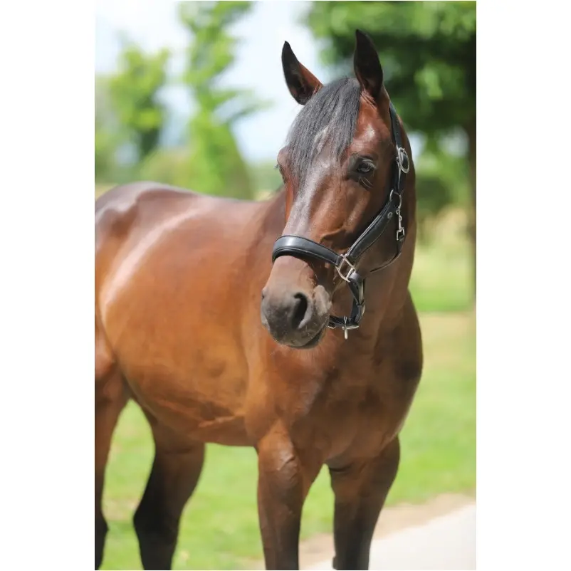 Halfter Soft COMFORT Leder schwarz