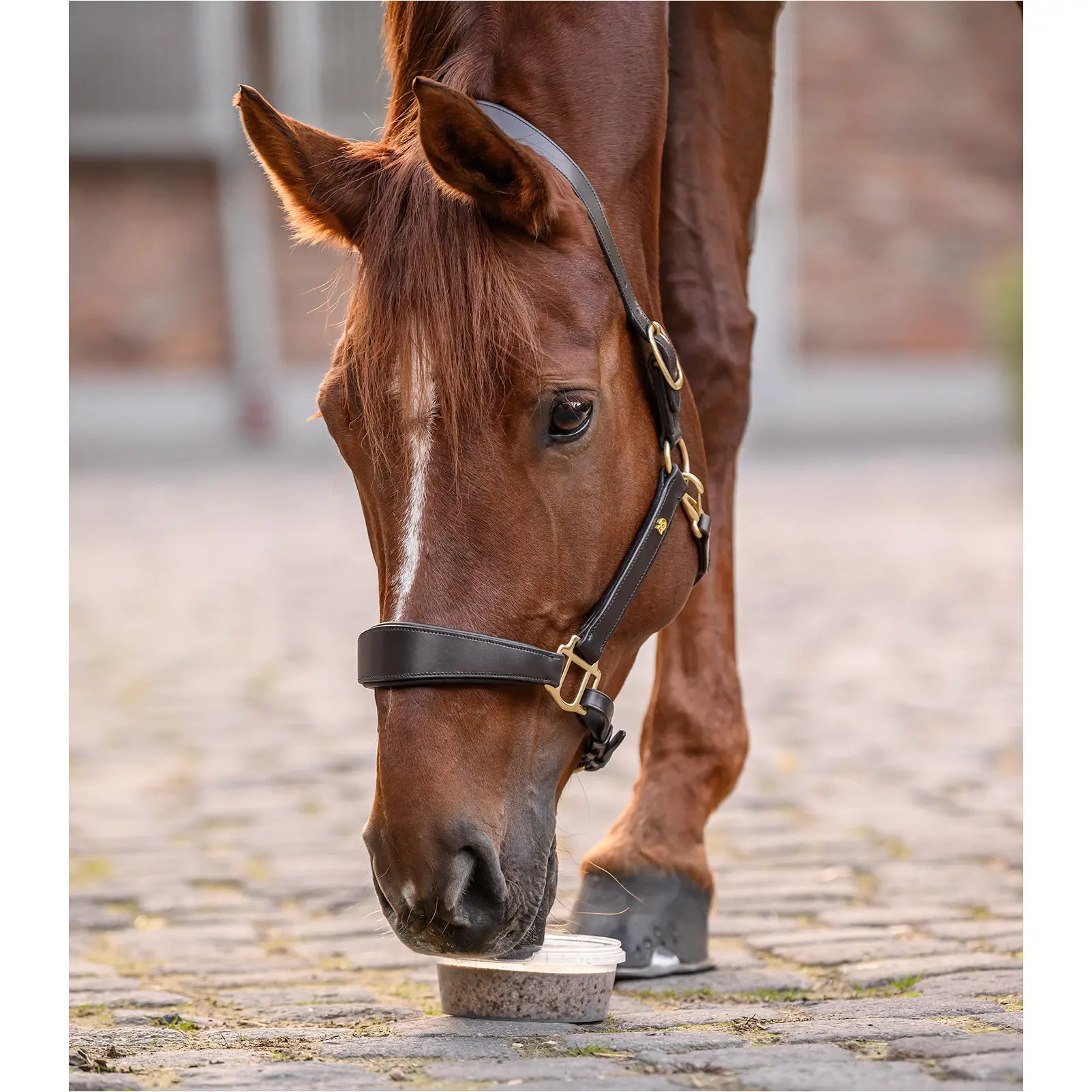 Leckschale StableSnack 650g