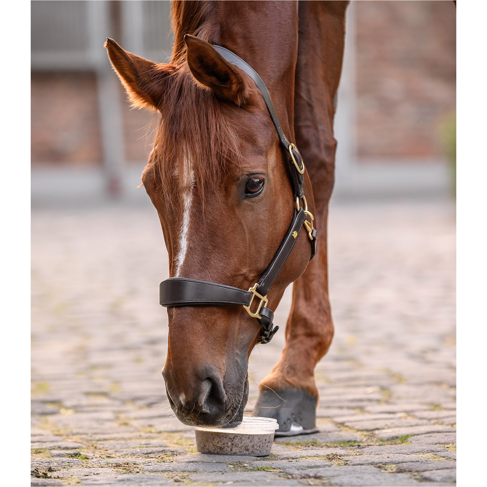 Leckschale StableSnack 650g