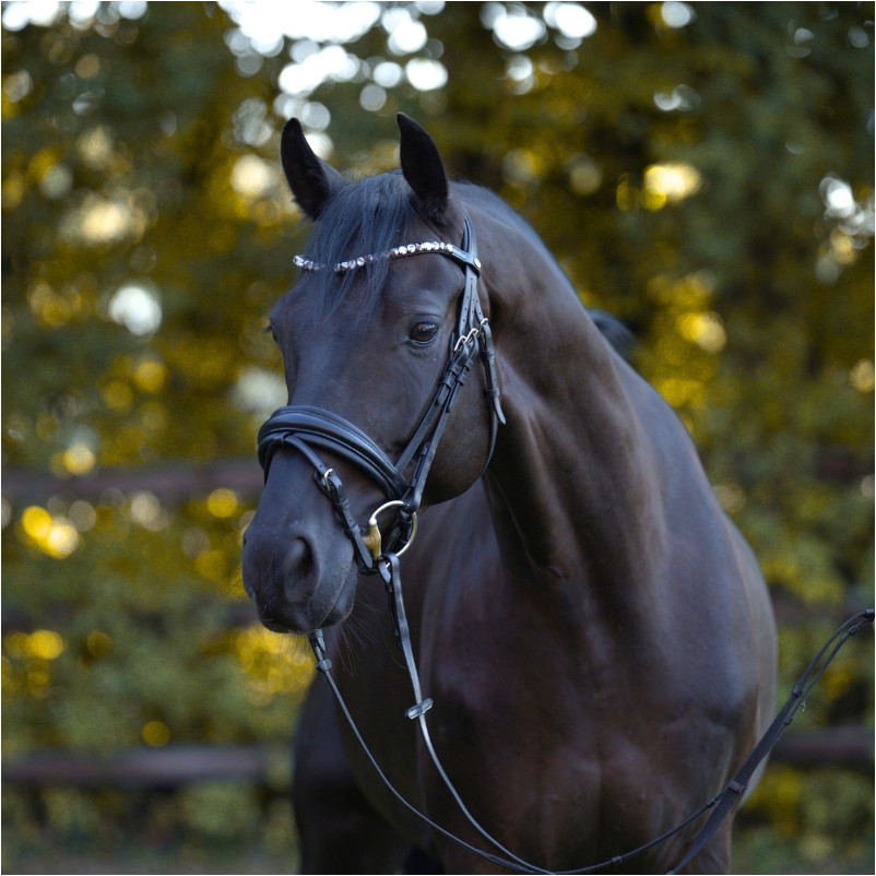 Trensenzaum schwedisch kombiniert ZORA schwarz Trensenzaum schwedisch kombiniert ZORA schwarz