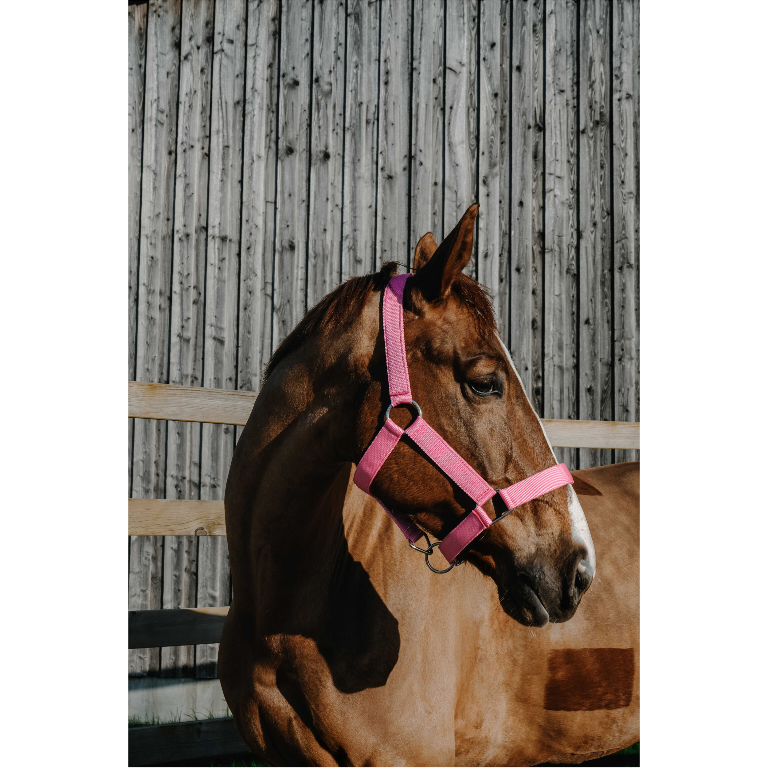 Halfter EXTRA rosa großes Warmblut