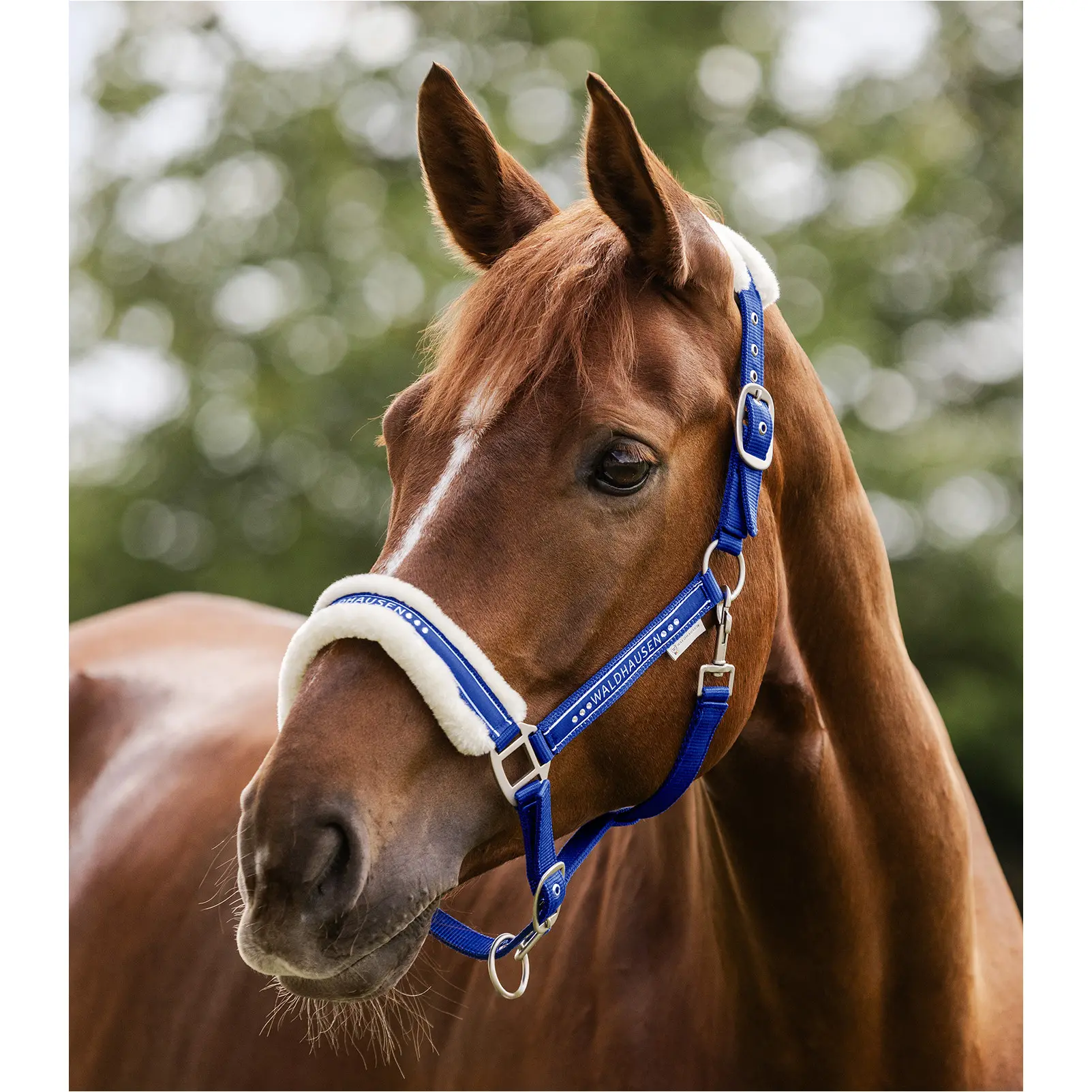 Halfter ELEGANT saphirblau