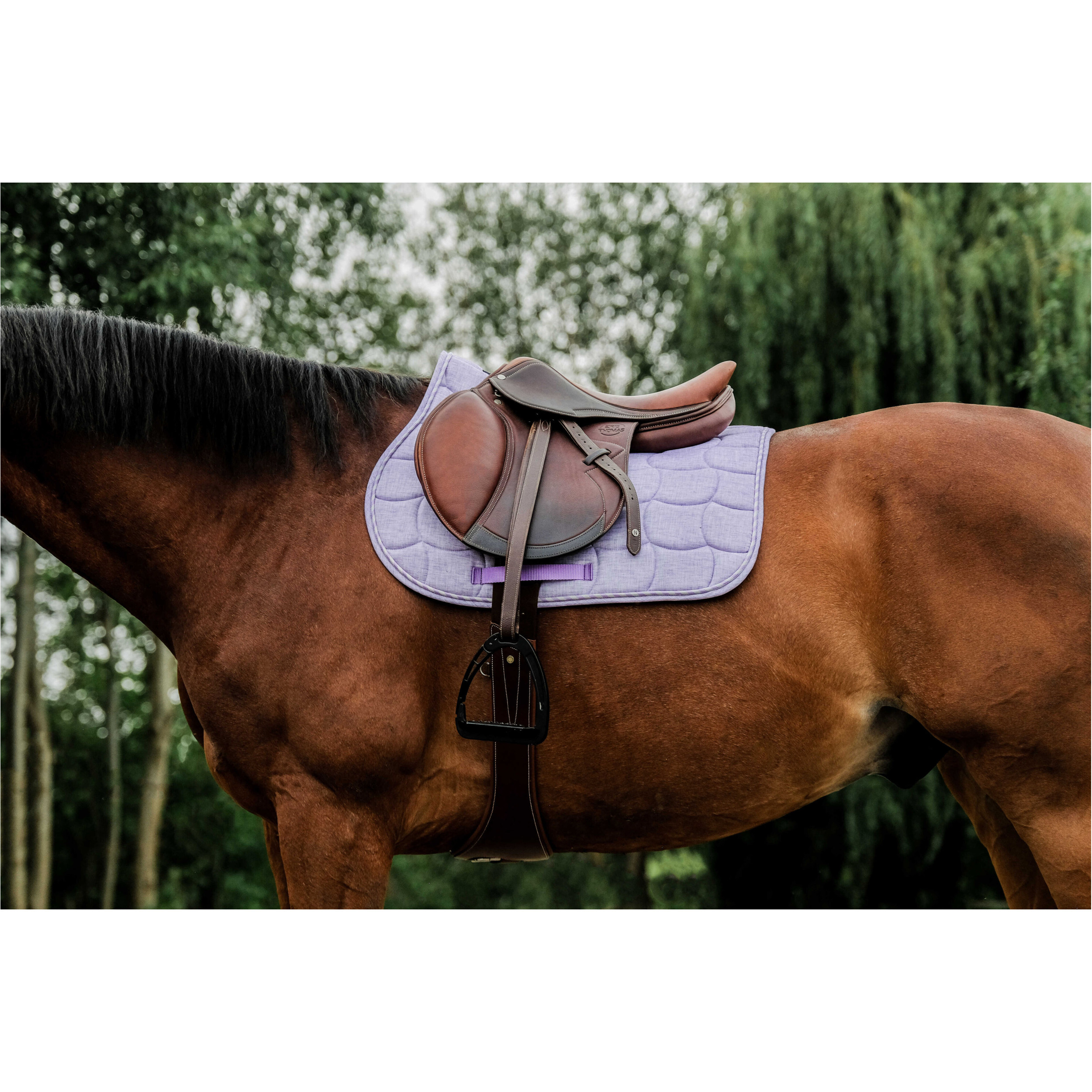 Schabracke SUNSHINE lavendel Warmblut Vielseitigkeit Schabracke SUNSHINE lavendel Warmblut Vielseitigkeit