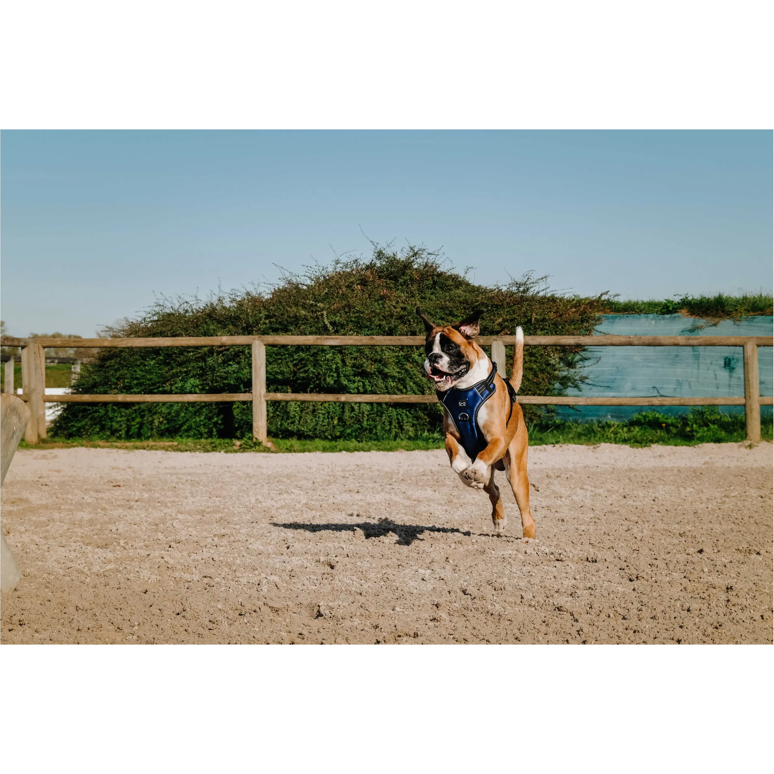 Hundegeschirr SIMBA navy