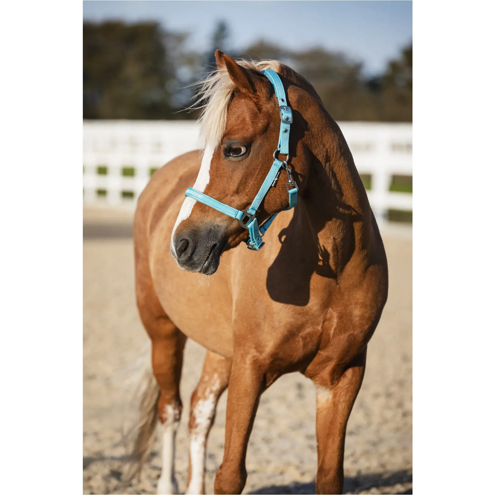 Halfter MALVA aruba blue Halfter MALVA aruba blue