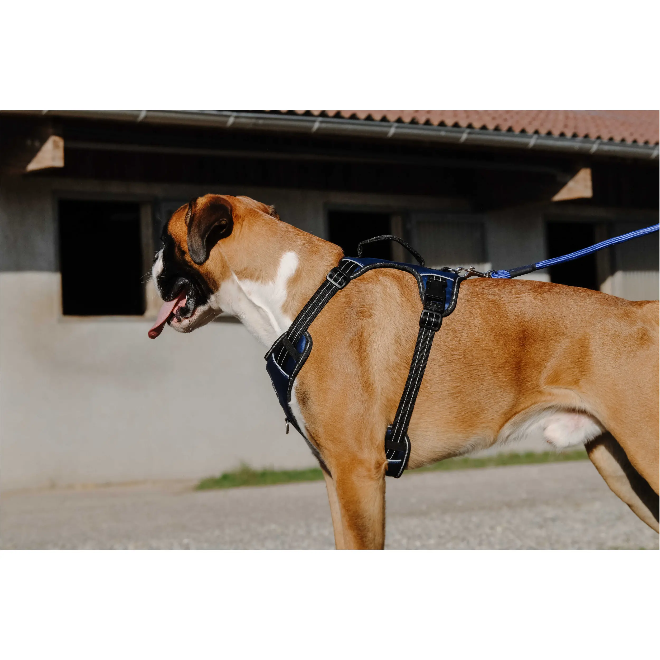 Hundegeschirr SIMBA navy