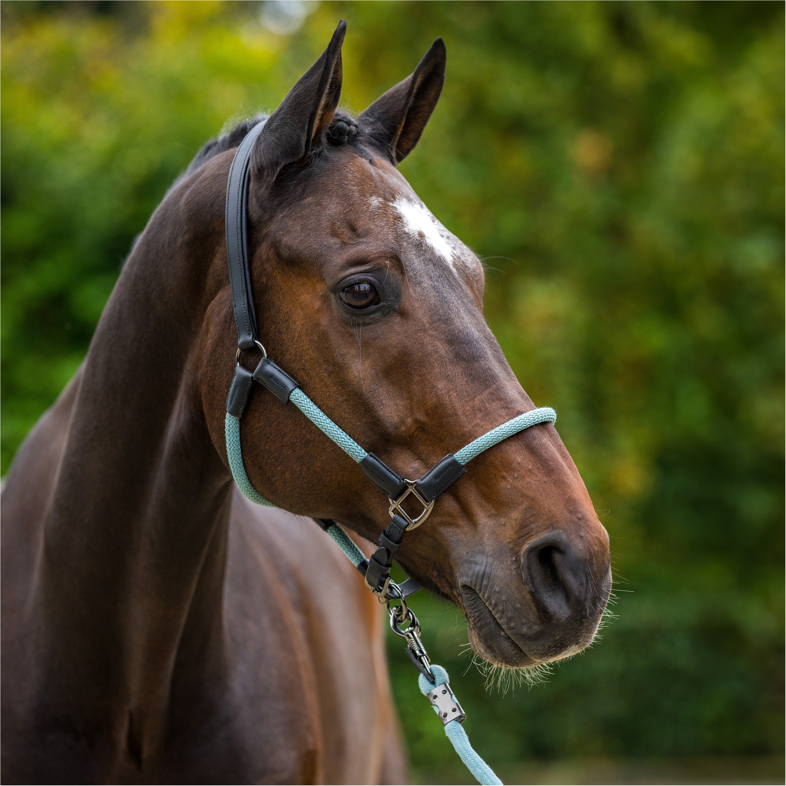 Halfter und Strick HVPFranka aqua sky