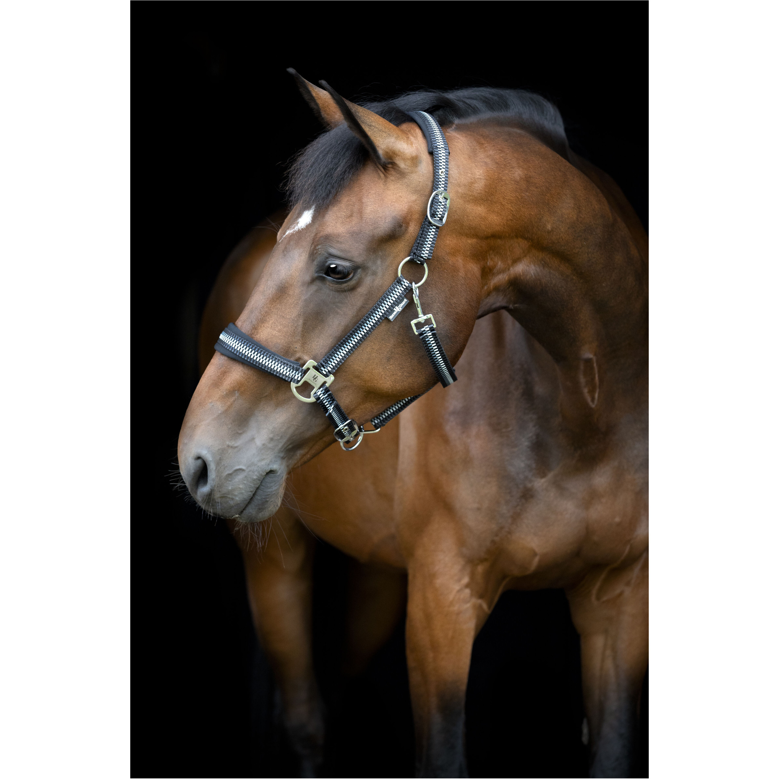 Halfter COLE asphalt Halfter COLE asphalt