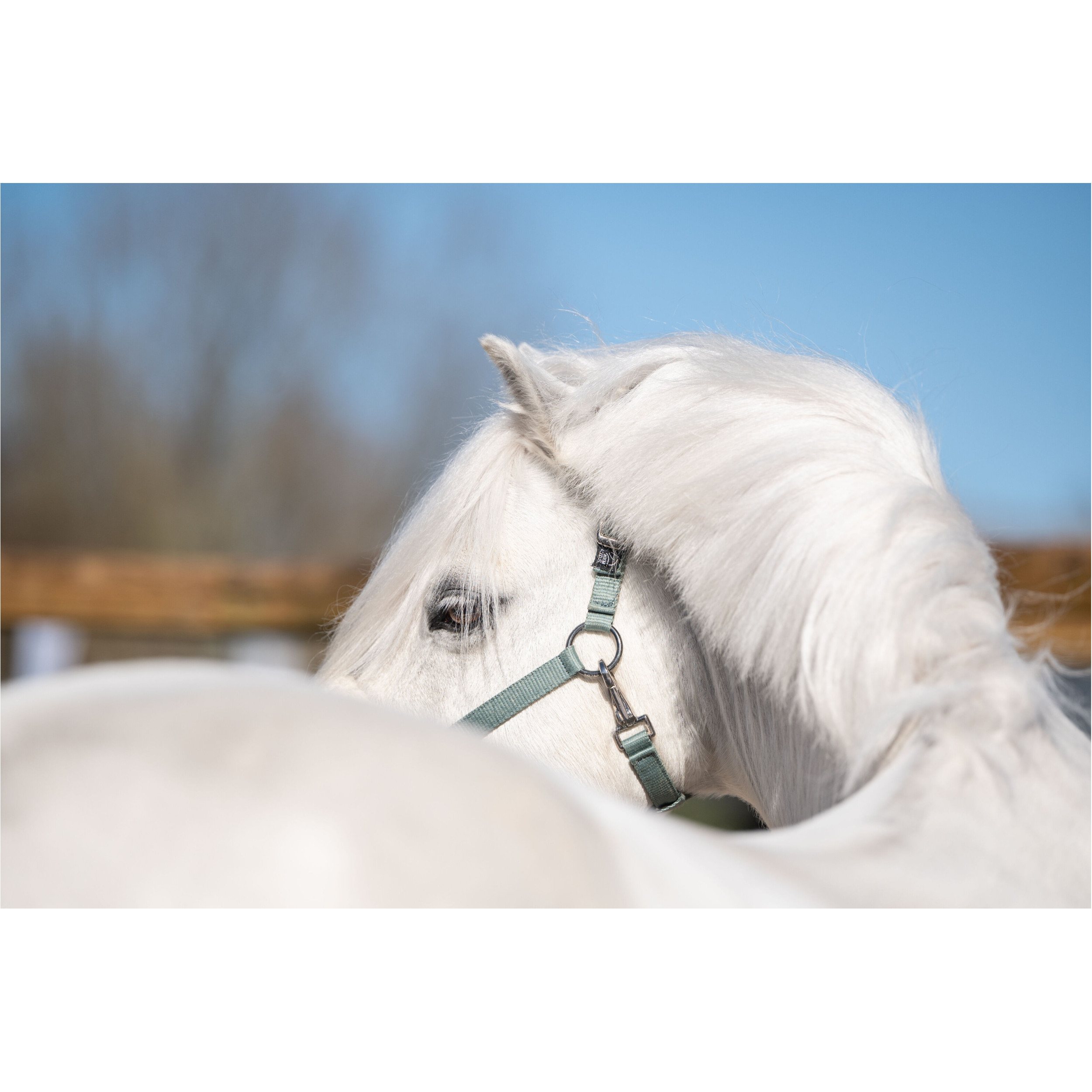 Halfter für Shettys MIA salbei Halfter für Shettys MIA salbei