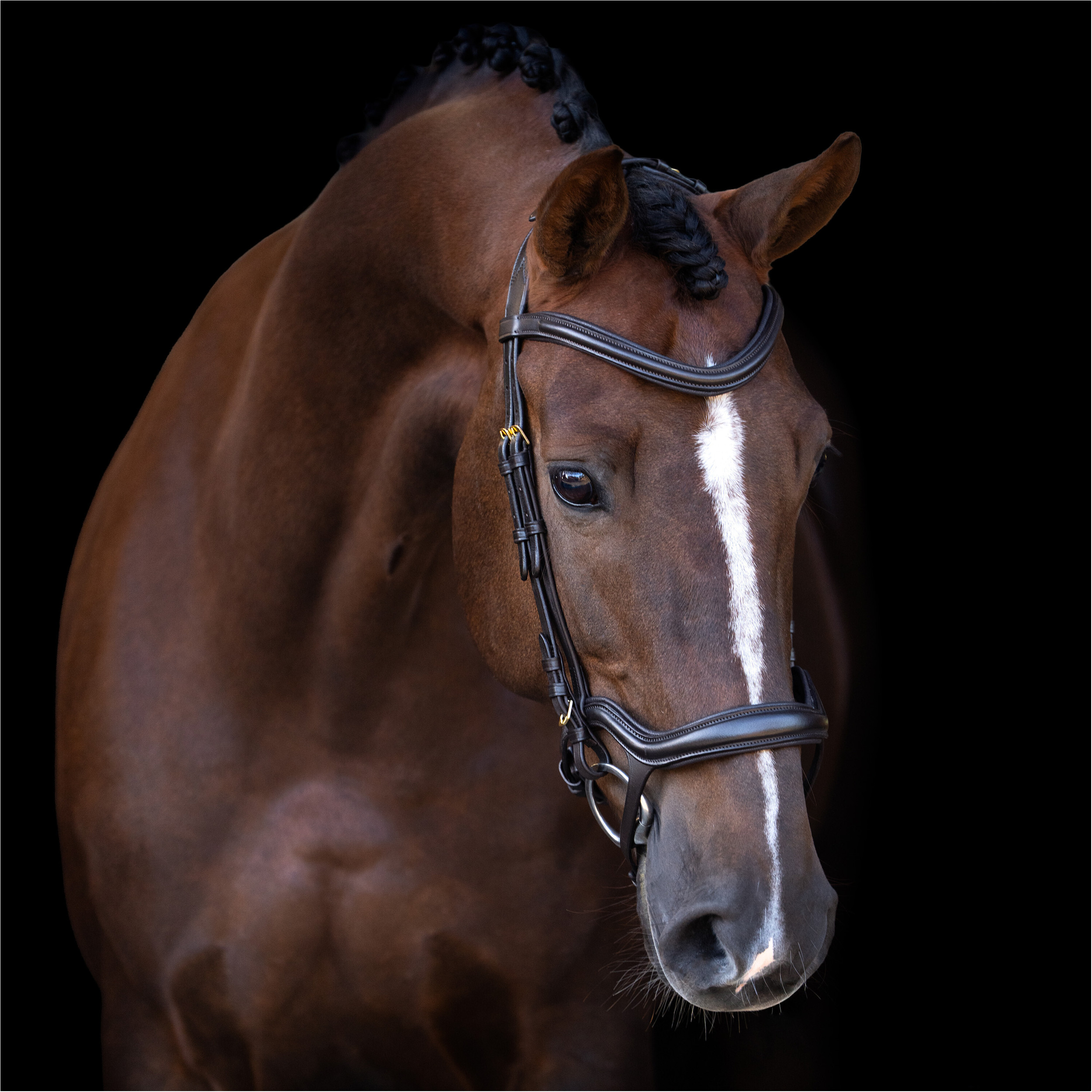 Trensenzaum IRH mit ergonomischem Nasenriemen braun