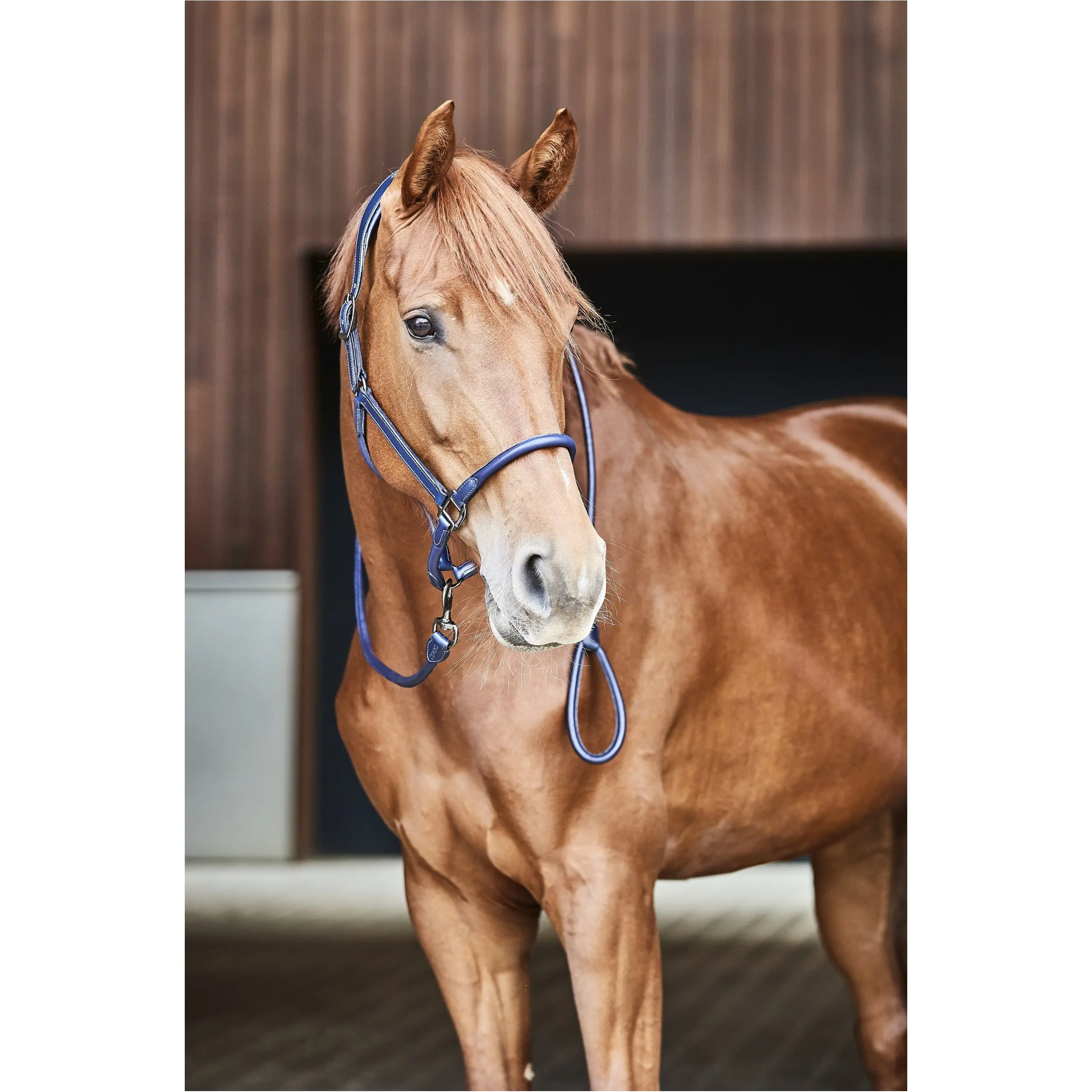 Anbindestrick Echtleder navy 200cm