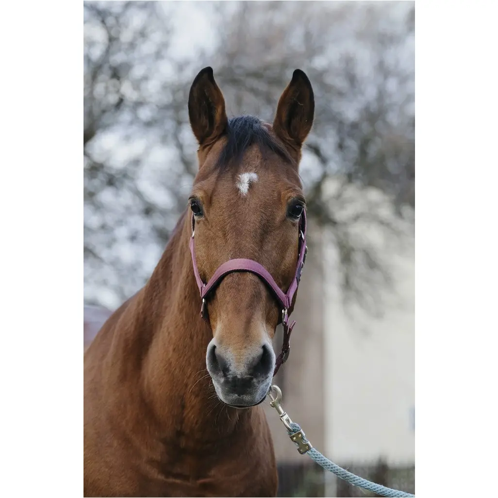 Nylonhalfter SPRING rosa