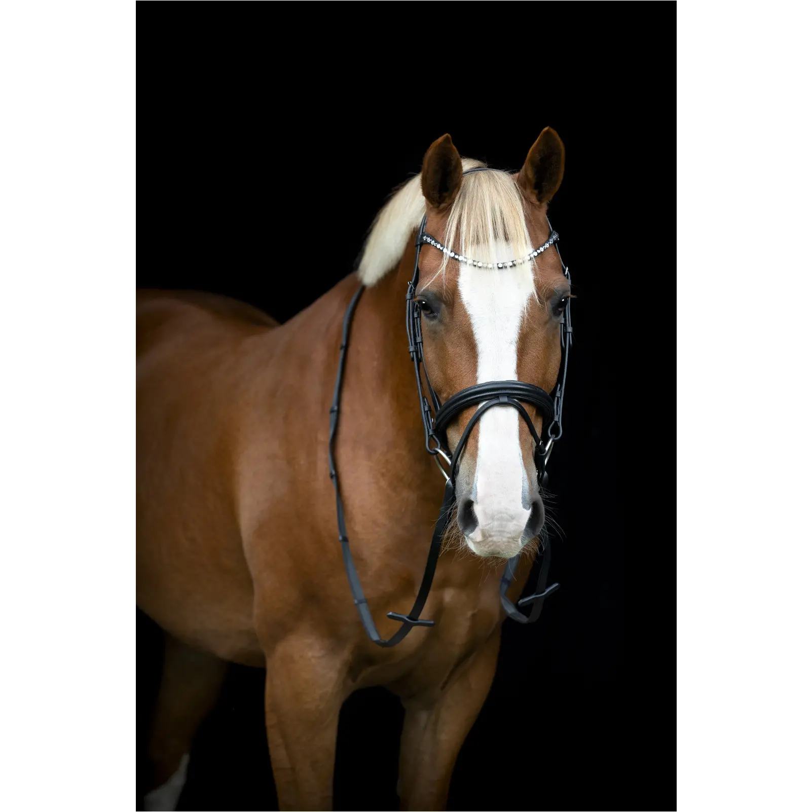 Trensenzaum englisch kombiniert EMI 25.2 schwarz Trensenzaum englisch kombiniert EMI 25.2 schwarz