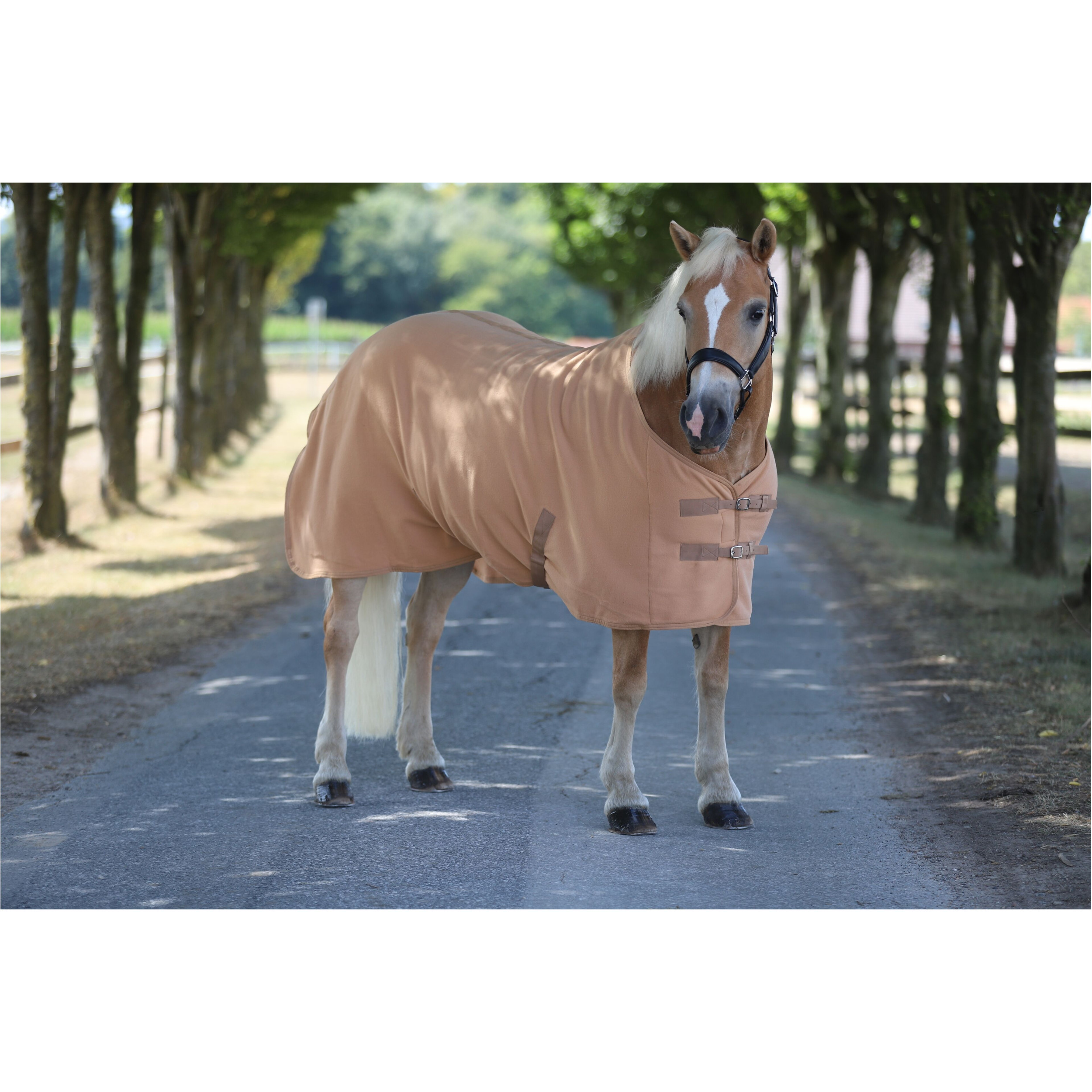 Abschwitzdecke mit Kreuzgurt BASICLINE hellbraun