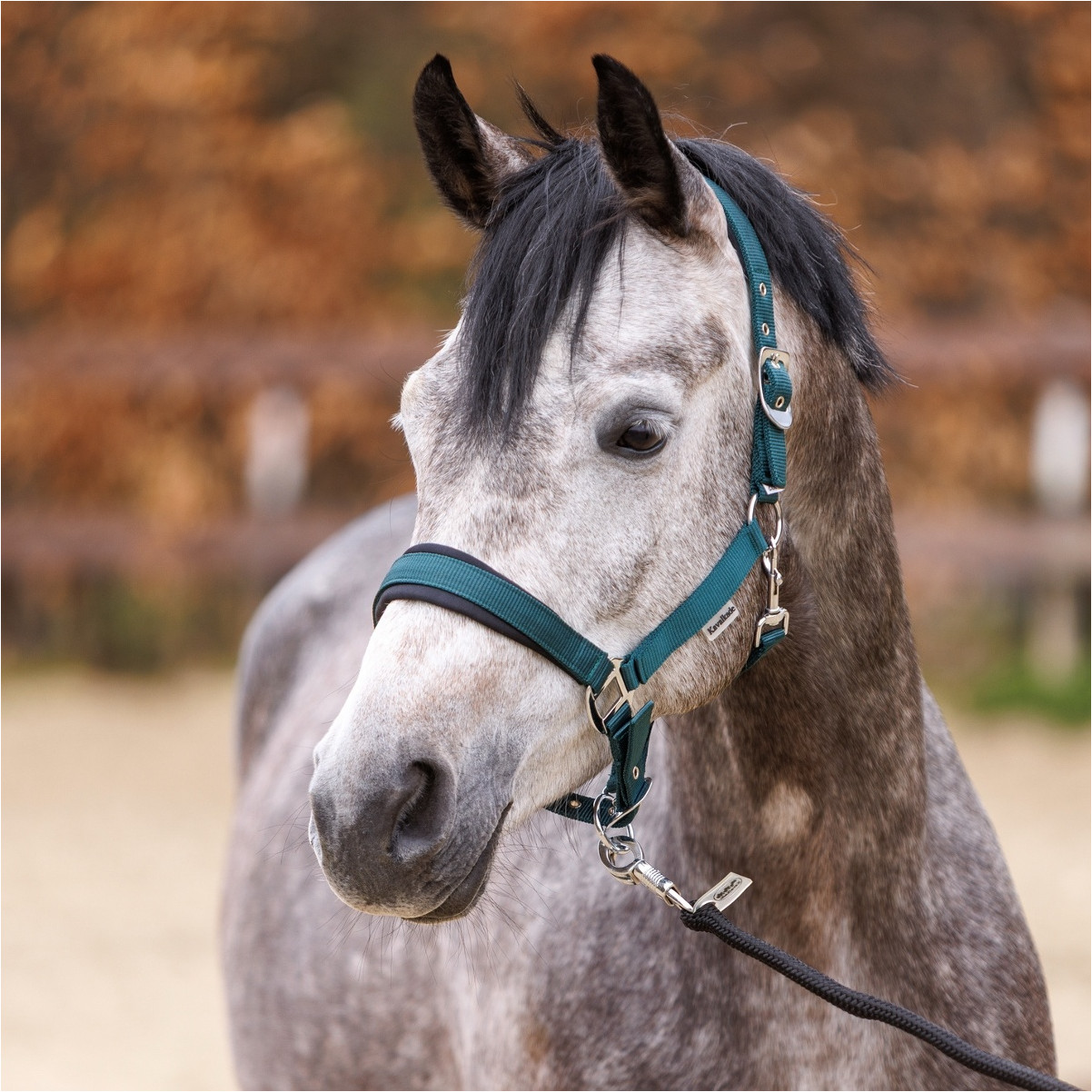 Halfter CLASSIC SIMPLE rauchblau