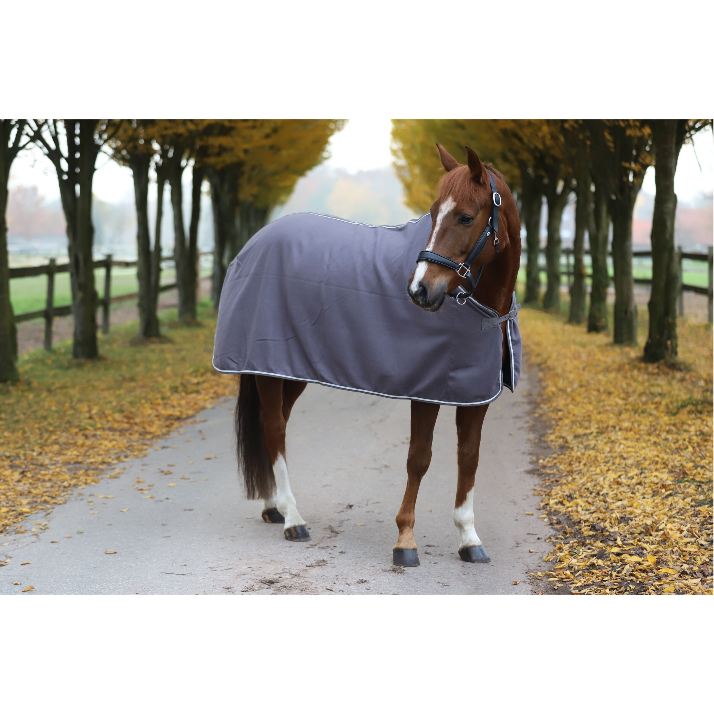 Abschwitzdecke ECONOMIC grau Abschwitzdecke ECONOMIC grau