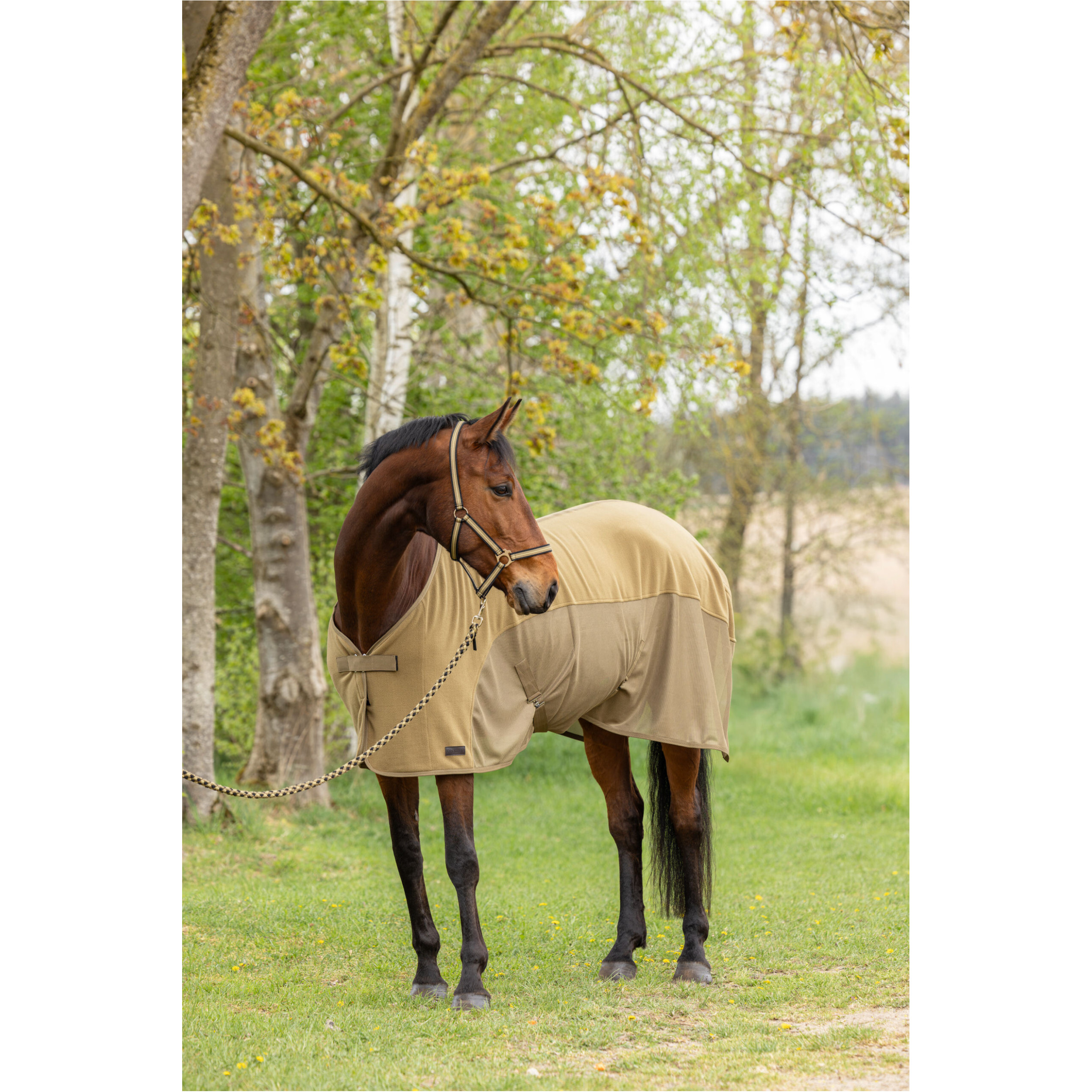 Abschwitzdecke F/S 2026 walnut