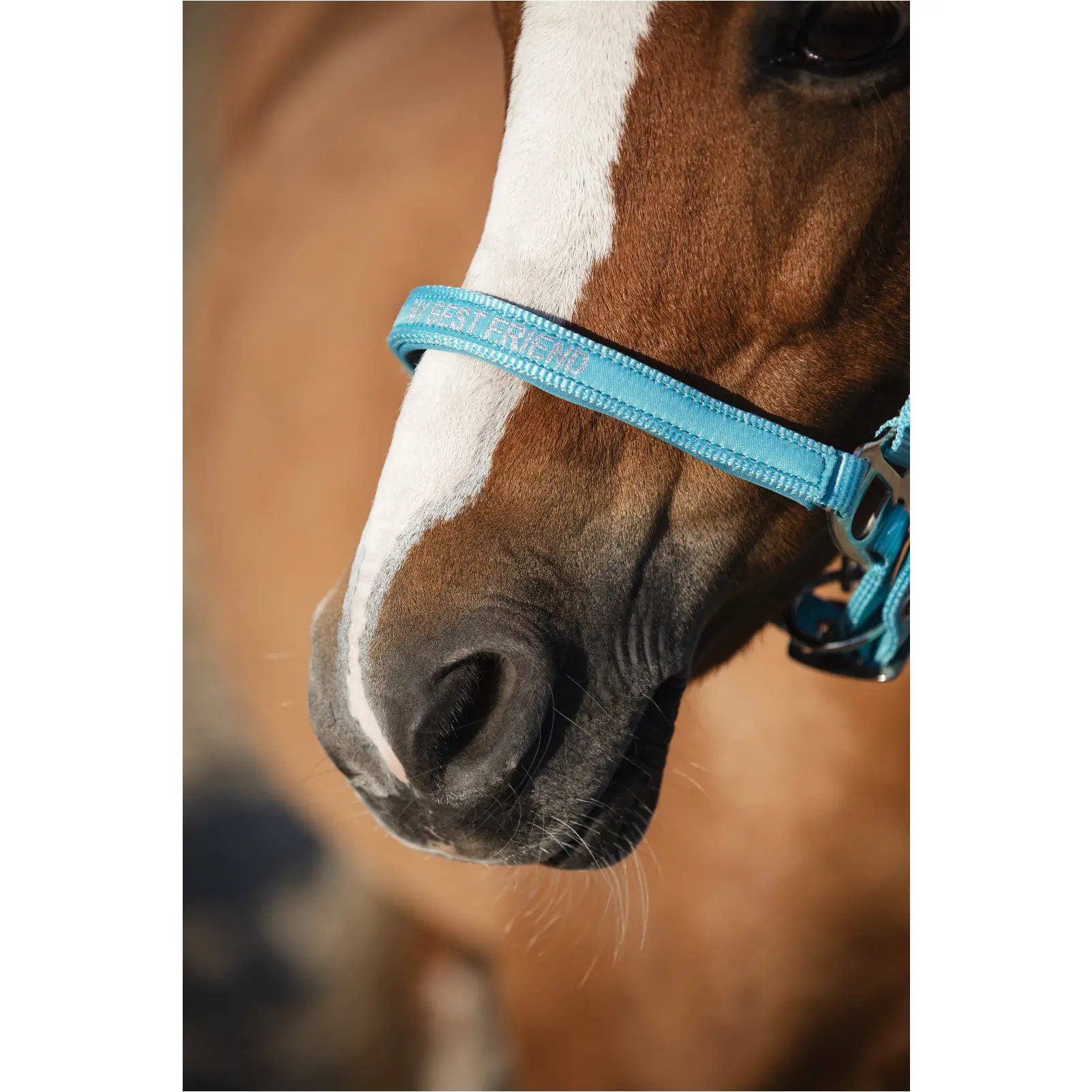 Halfter MALVA aruba blue Halfter MALVA aruba blue