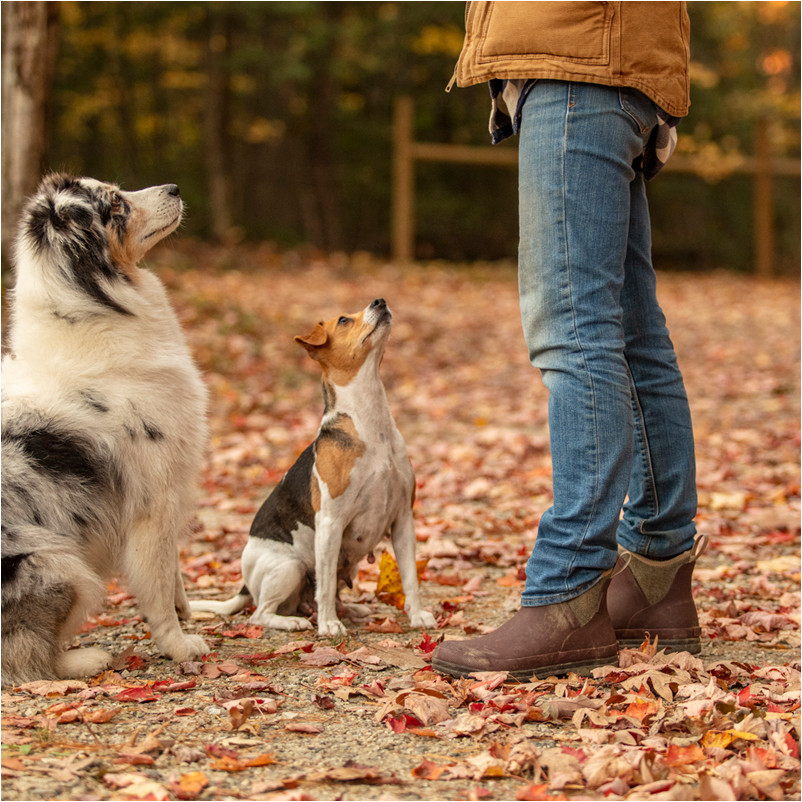 Damen Stiefeletten ORIGINALS ANKLE bordeaux Damen Stiefeletten ORIGINALS ANKLE bordeaux