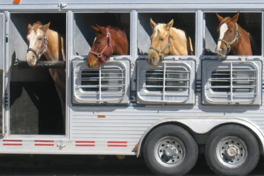 Pferdetransport