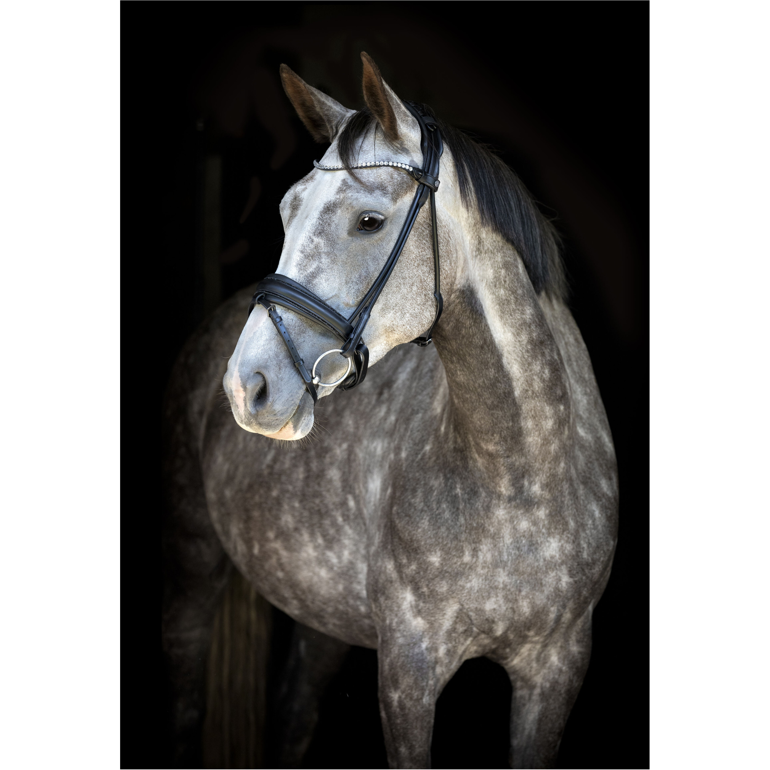 Trensenzaum rund genäht schwedisch kombiniert NIVAL 26.1 schwarz