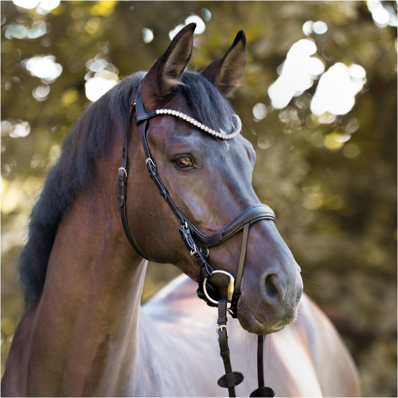 Trensenzaum englisch kombiniert CALLA schwarz
