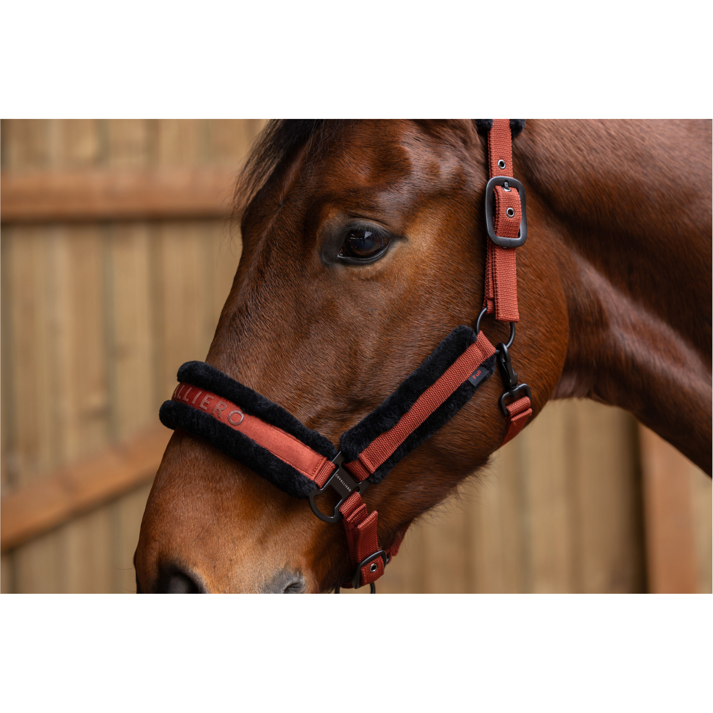 Halfter H/W 2025 rust