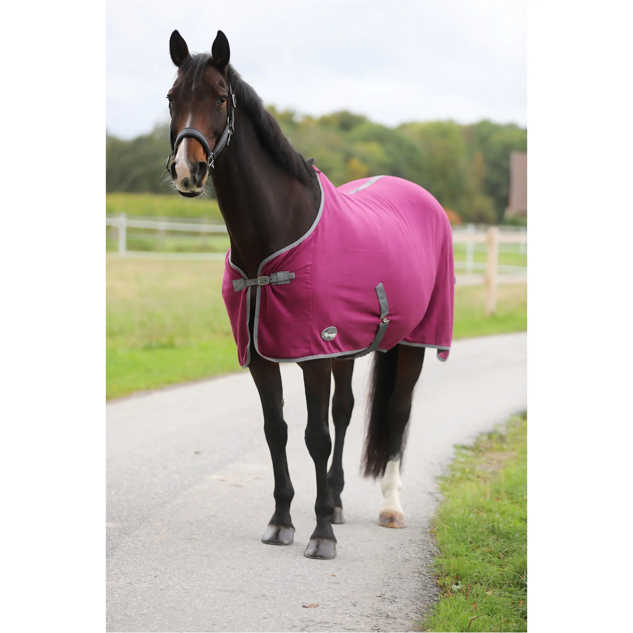 Abschwitzdecke mit Kreuzgurt (abnehmbar) ECONOMIC violett Abschwitzdecke mit Kreuzgurt (abnehmbar) ECONOMIC violett