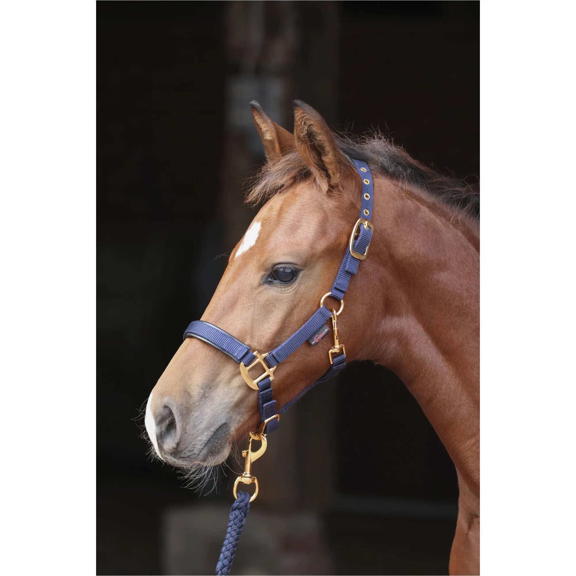 Fohlenhalfter TOPLINE navy
