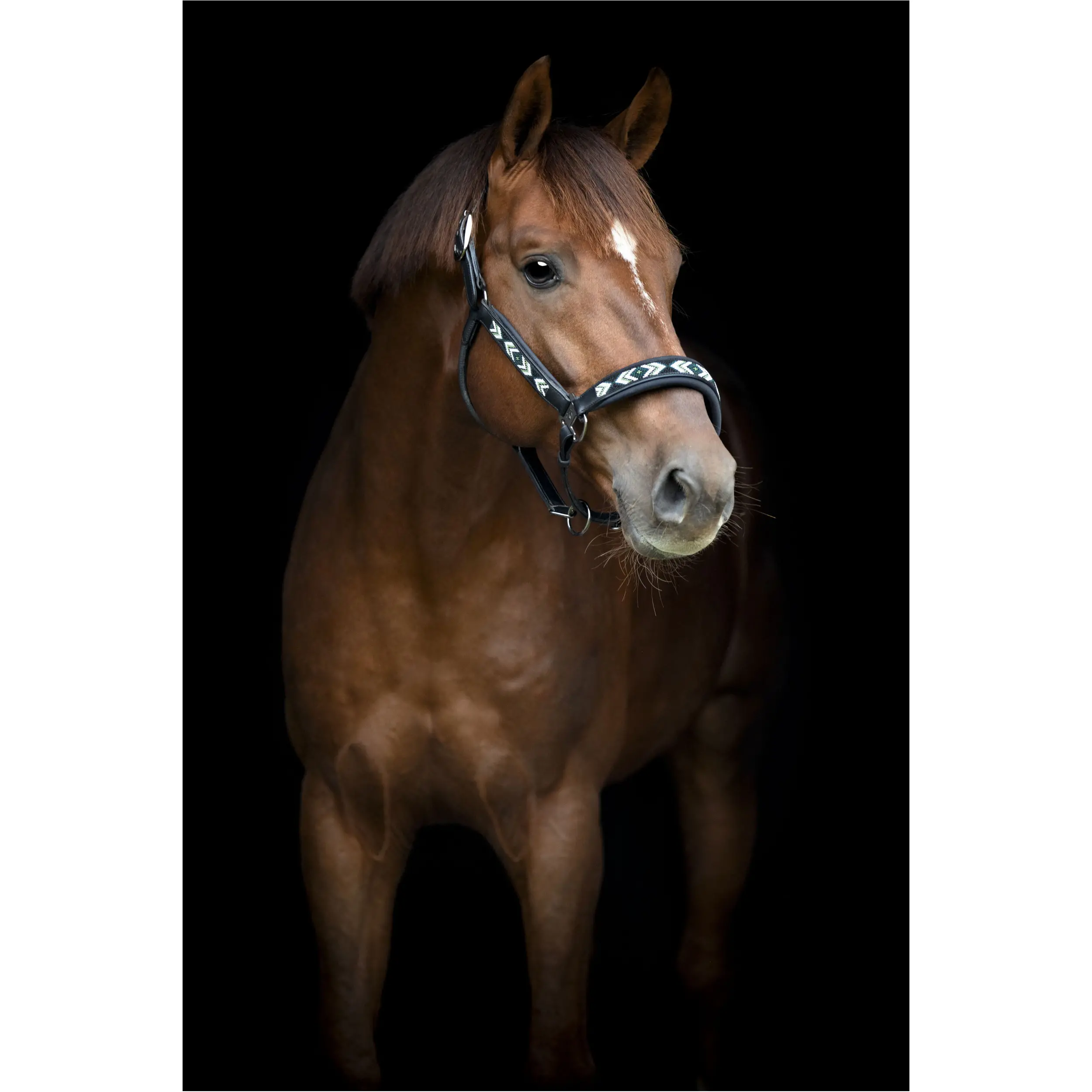 Lederhalfter VANAMO schwarz Lederhalfter VANAMO schwarz