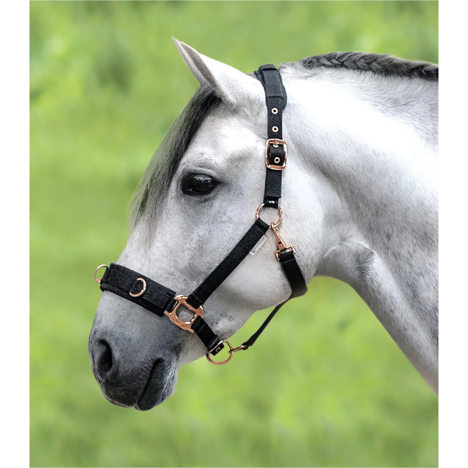 Longierhalfter ROSÉ schwarz