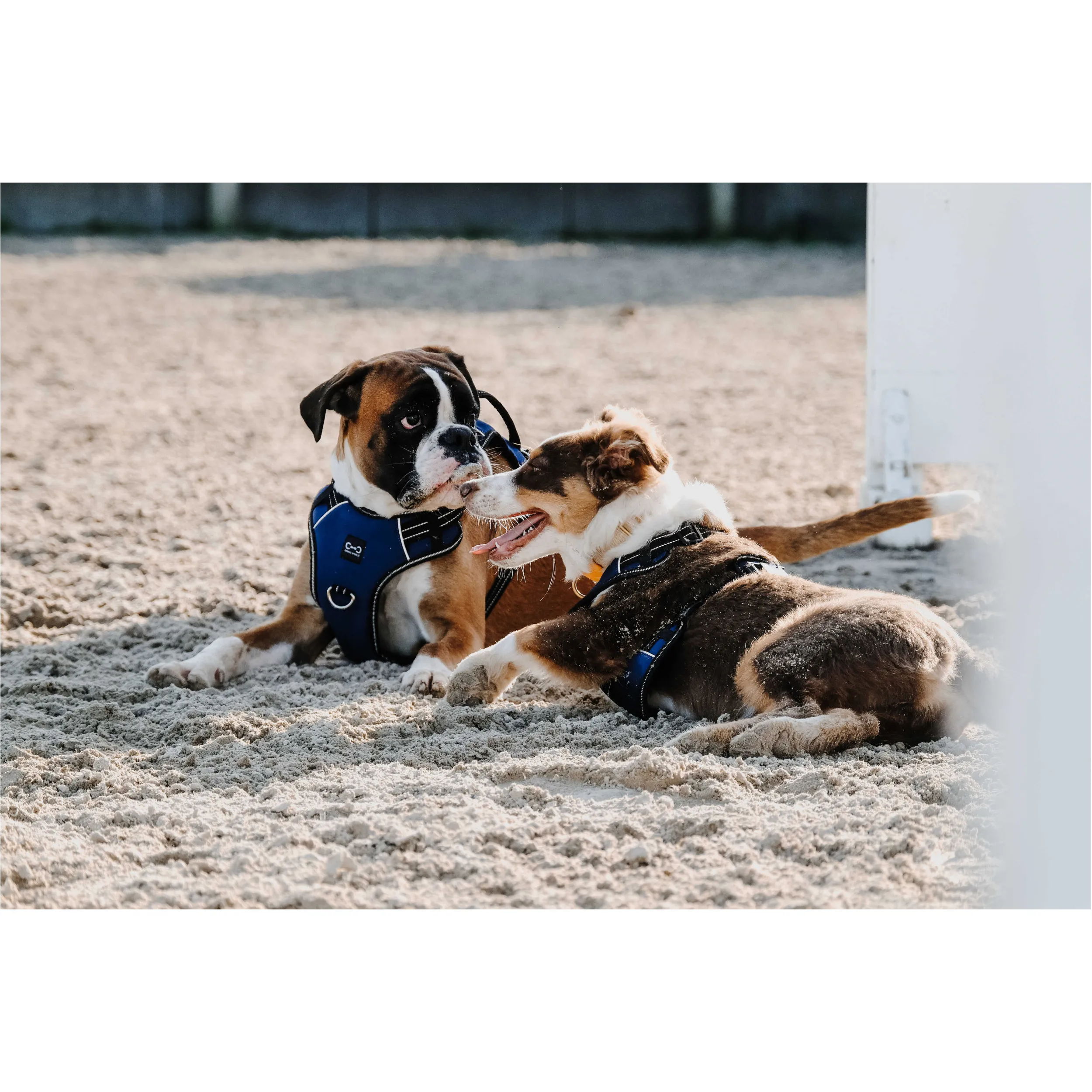 Hundegeschirr SIMBA navy
